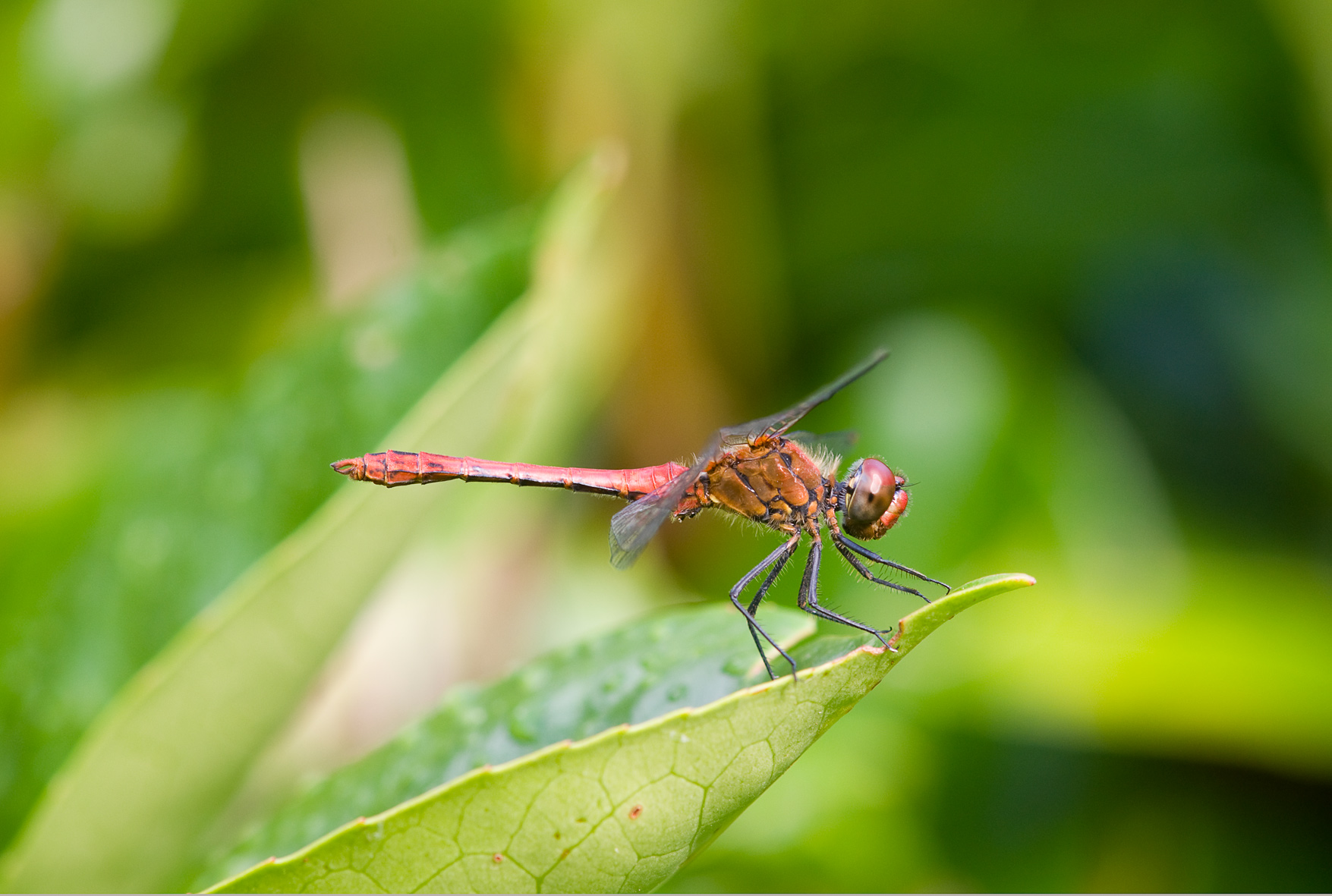 Red Dragonfly or blood type Simpetro - Male