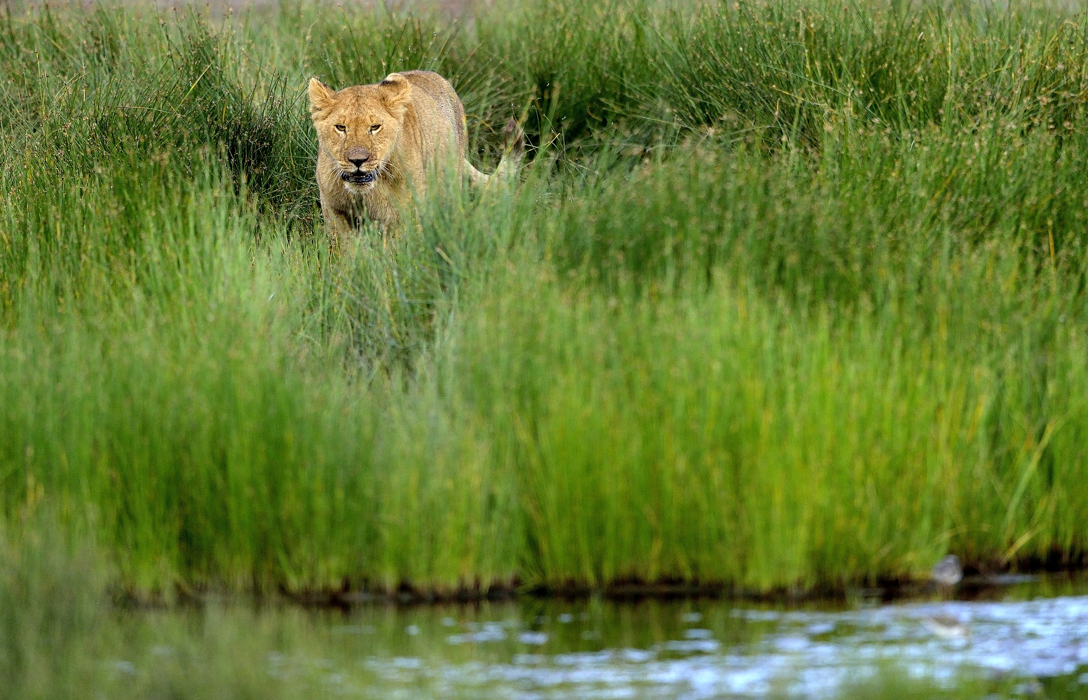 Ngorongoro Conservation Area - Giovani Leoni