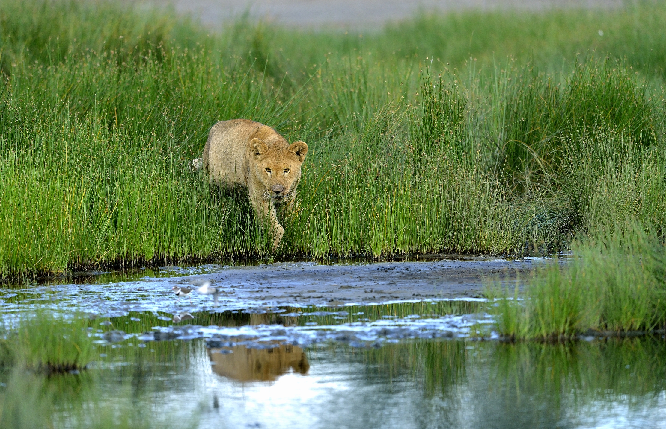 Ngorongoro Conservation Area - Giovani Leoni