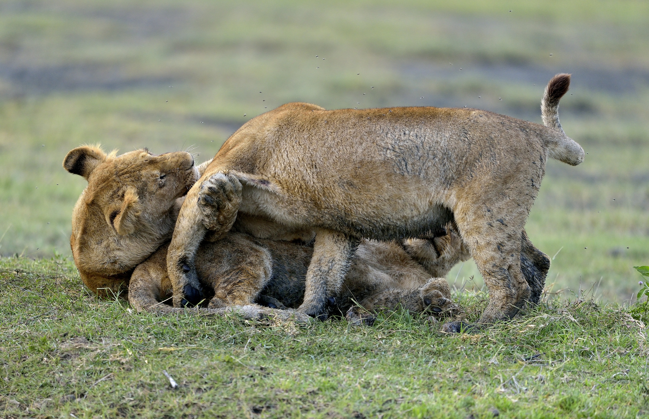 Ngorongoro Conservation Area - Giovani Leoni
