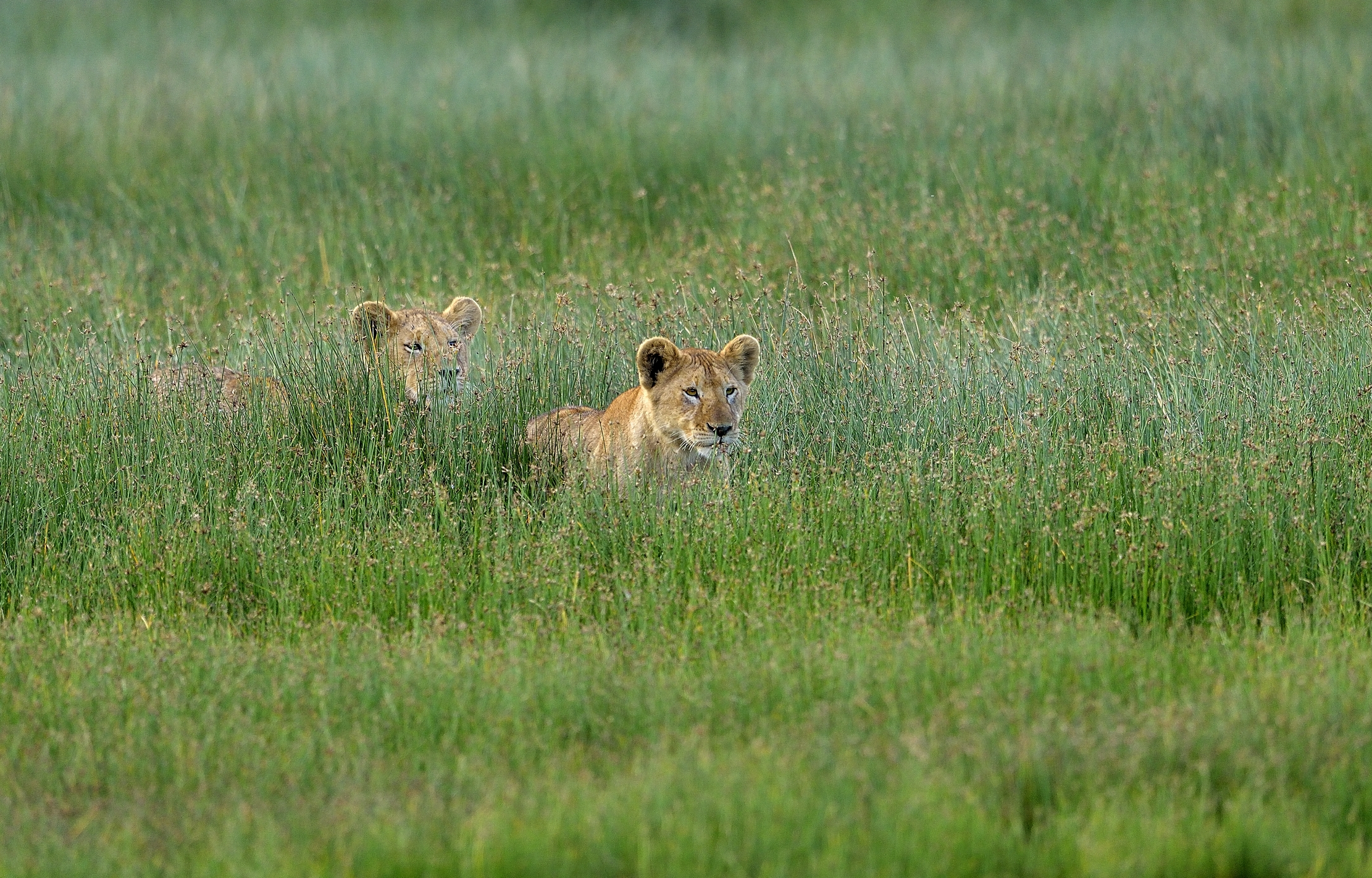 Ngorongoro Conservation Area - Giovani Leoni
