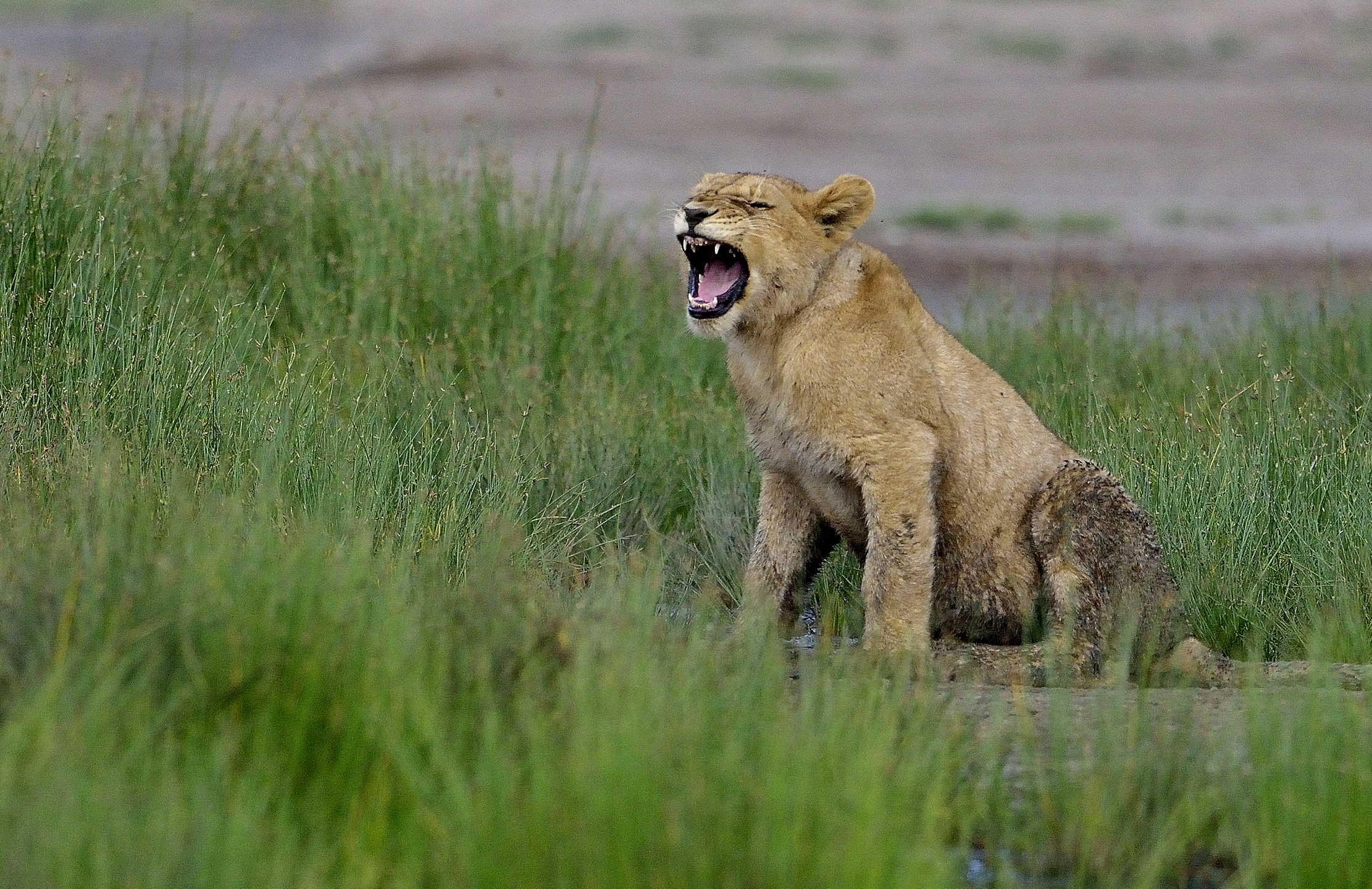 Ngorongoro Conservation Area - Giovani Leoni