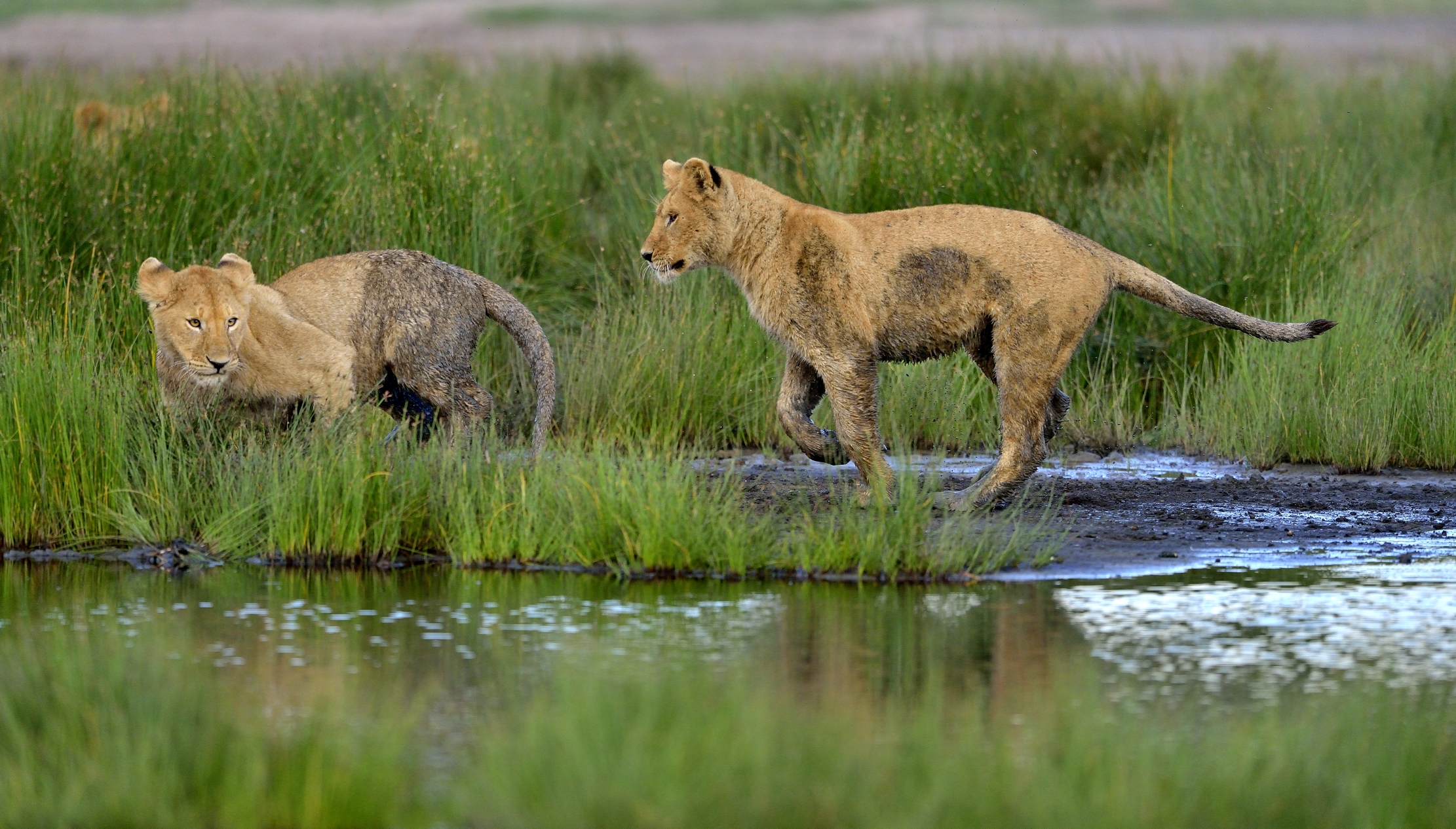Ngorongoro Conservation Area - Giovani Leoni