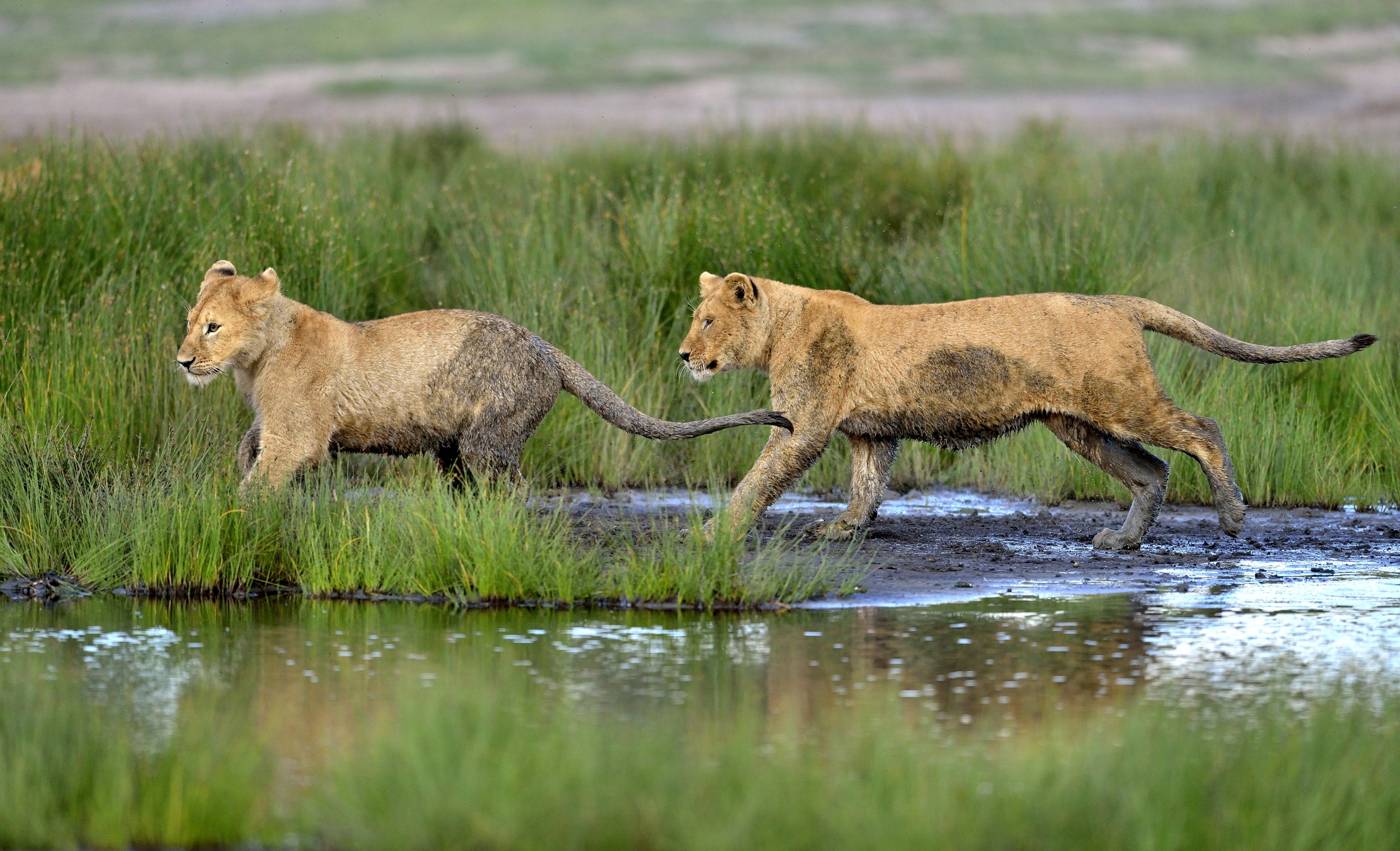 Ngorongoro Conservation Area - Giovani Leoni