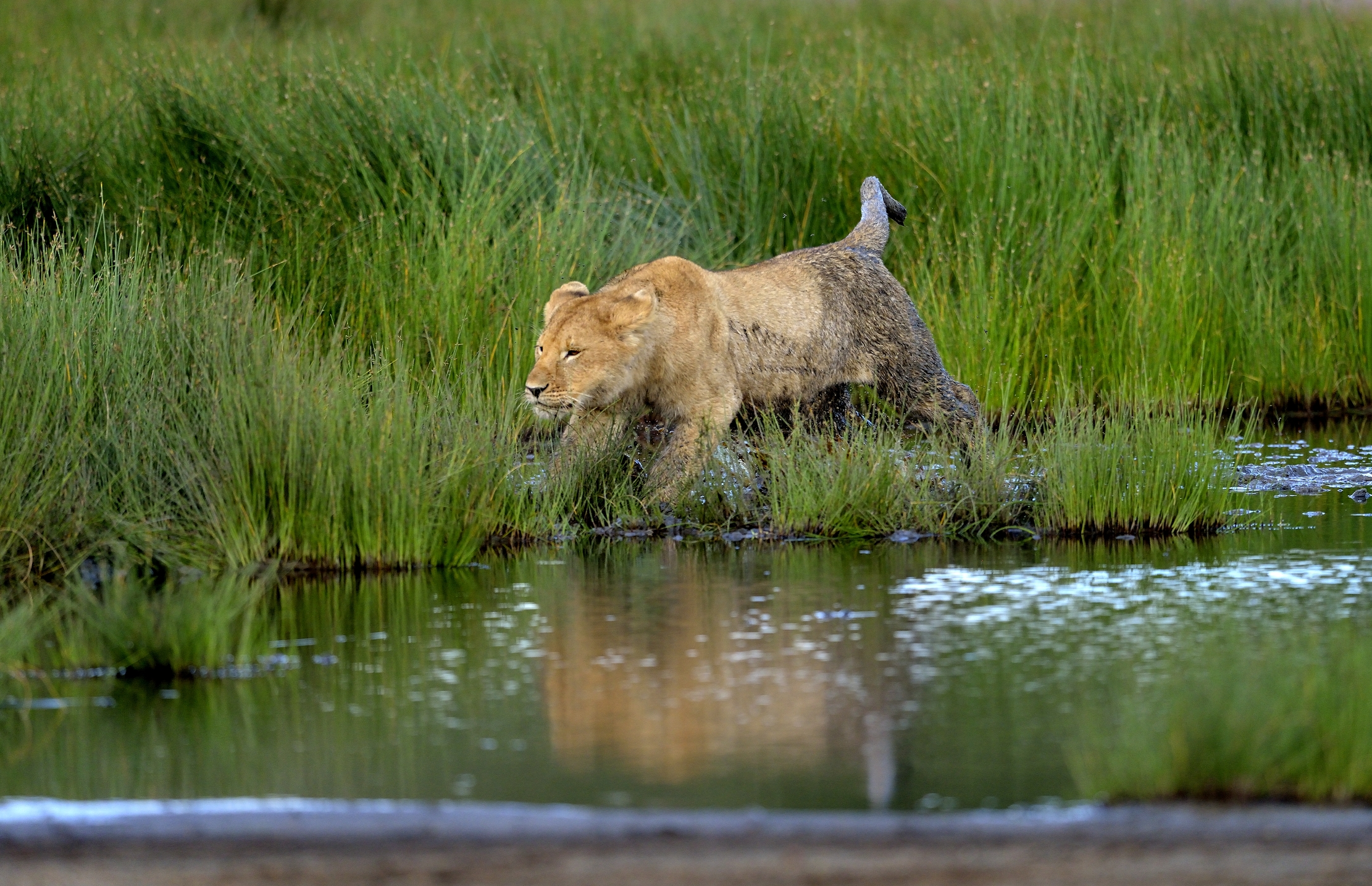 Ngorongoro Conservation Area - Giovani Leoni