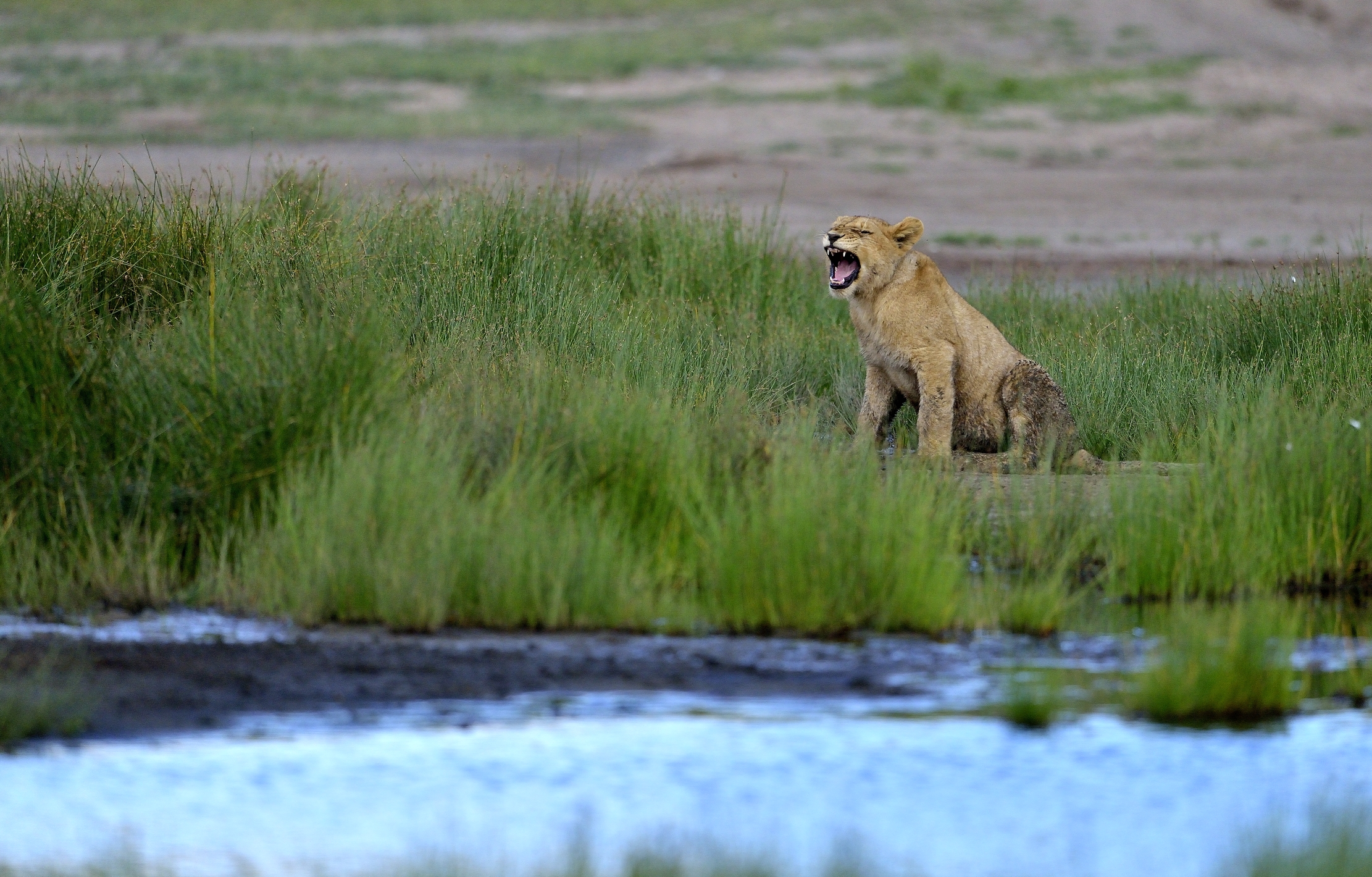 Ngorongoro Conservation Area - Giovani Leoni