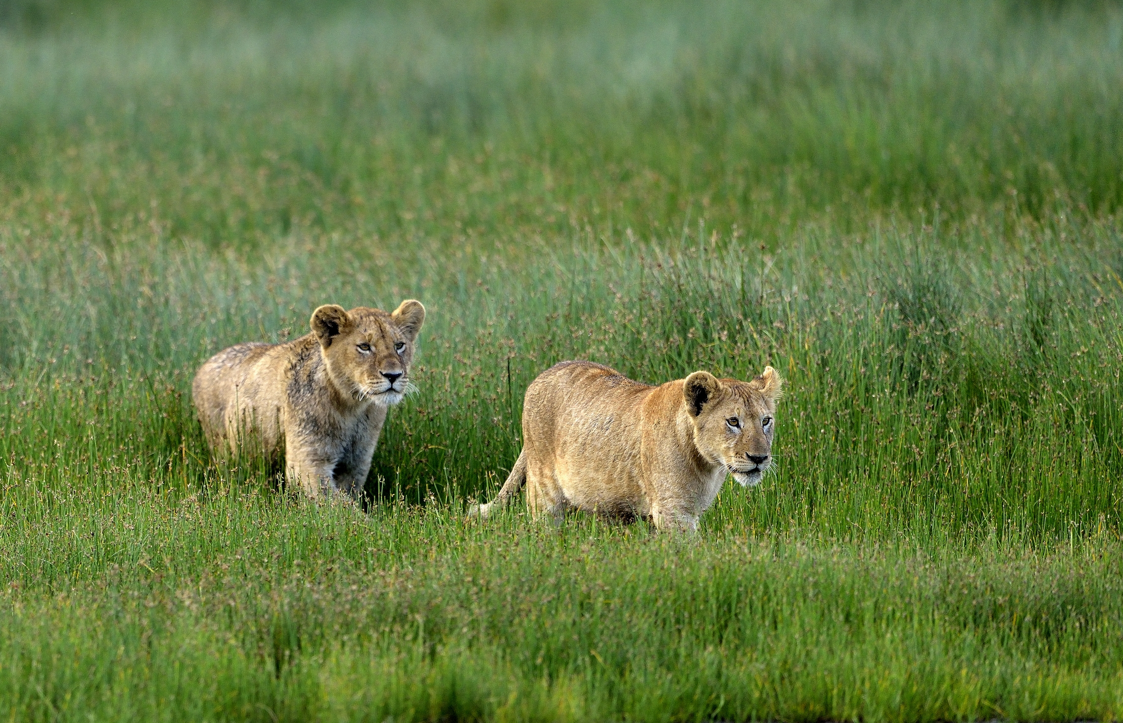 Ngorongoro Conservation Area - Giovani Leoni