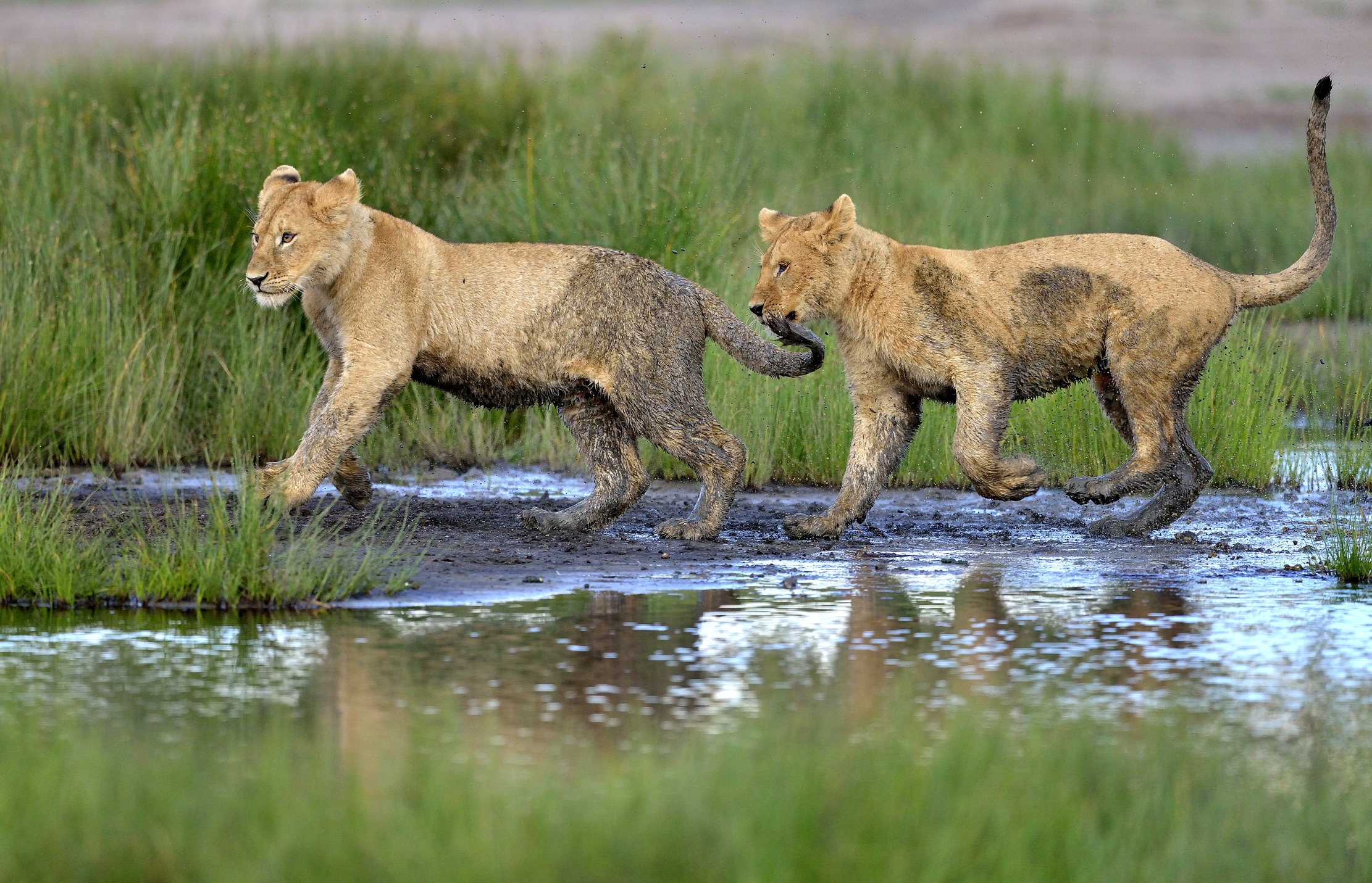 Ngorongoro Conservation Area - Giovani Leoni