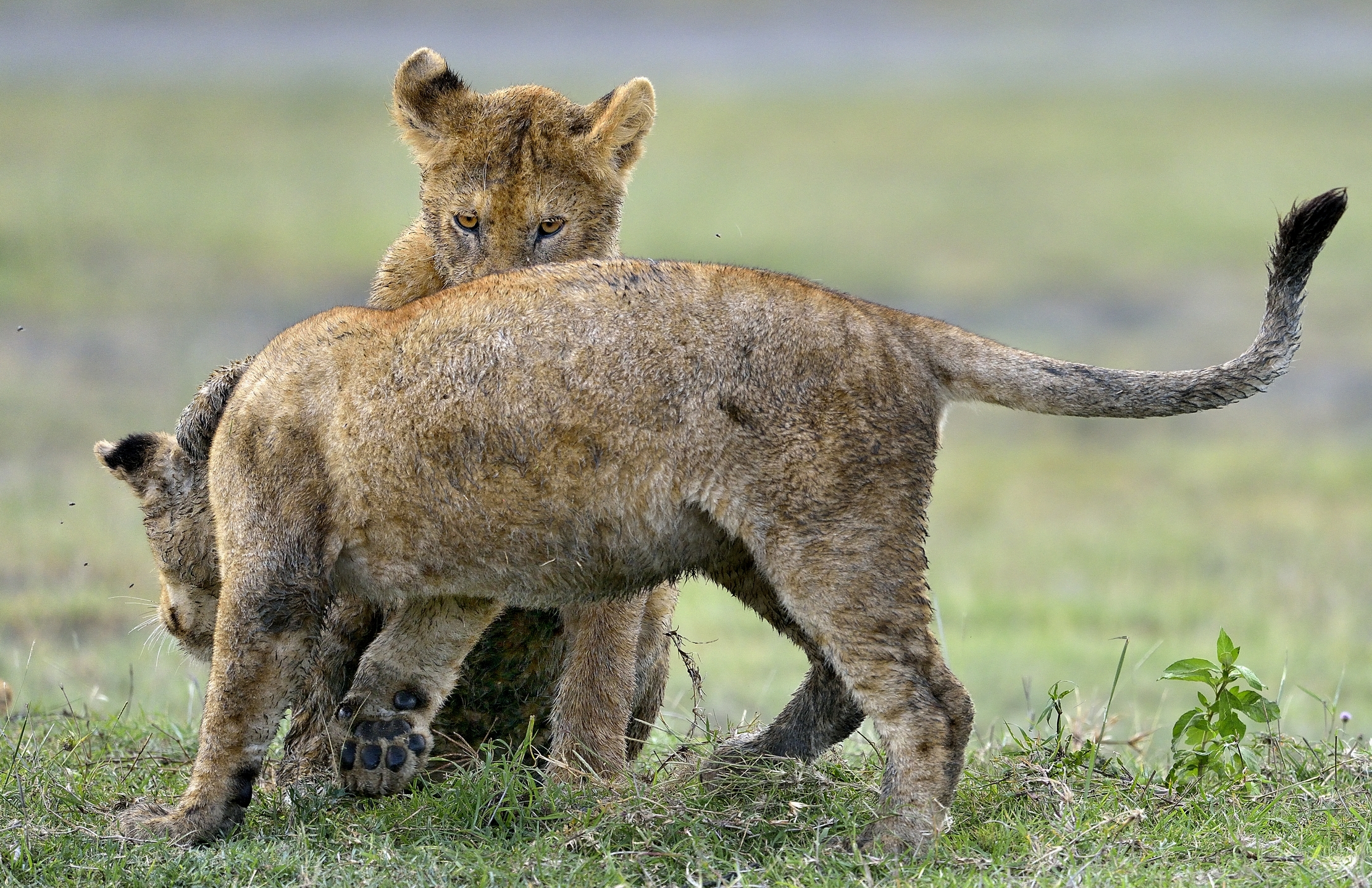 Ngorongoro Conservation Area - Giovani Leoni