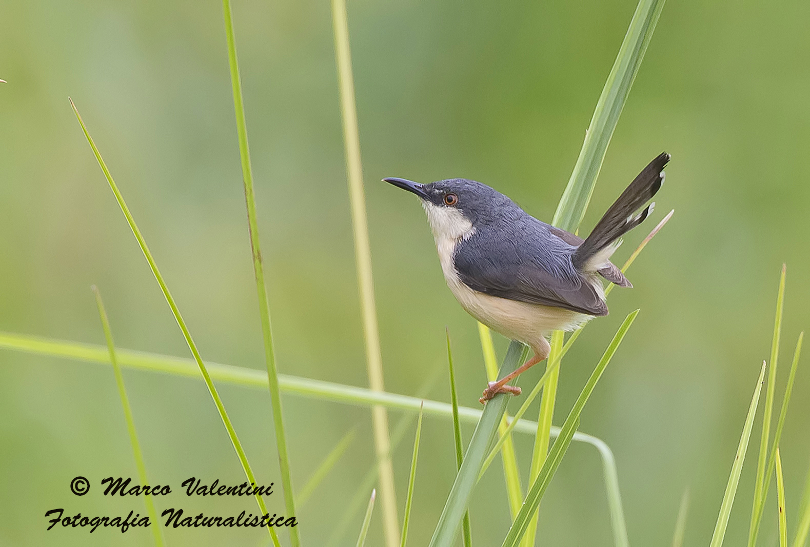 Prinia