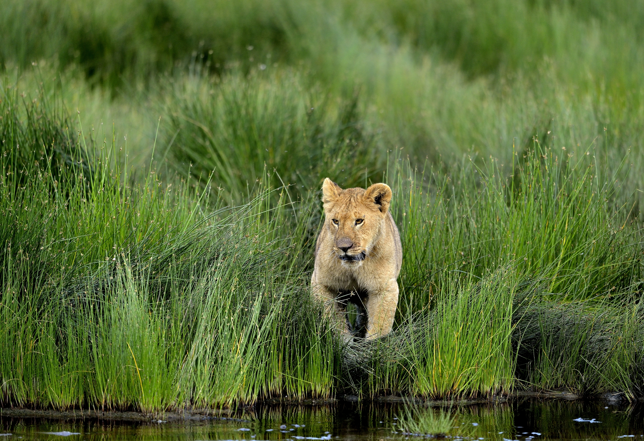 Ngorongoro Conservation Area - Giovani Leoni