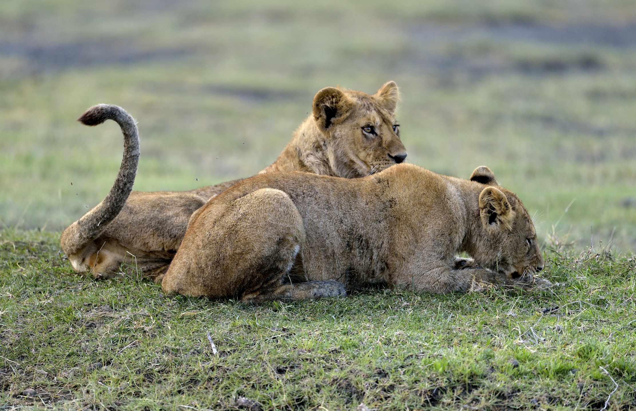 Ngorongoro Conservation Area - Giovani Leoni