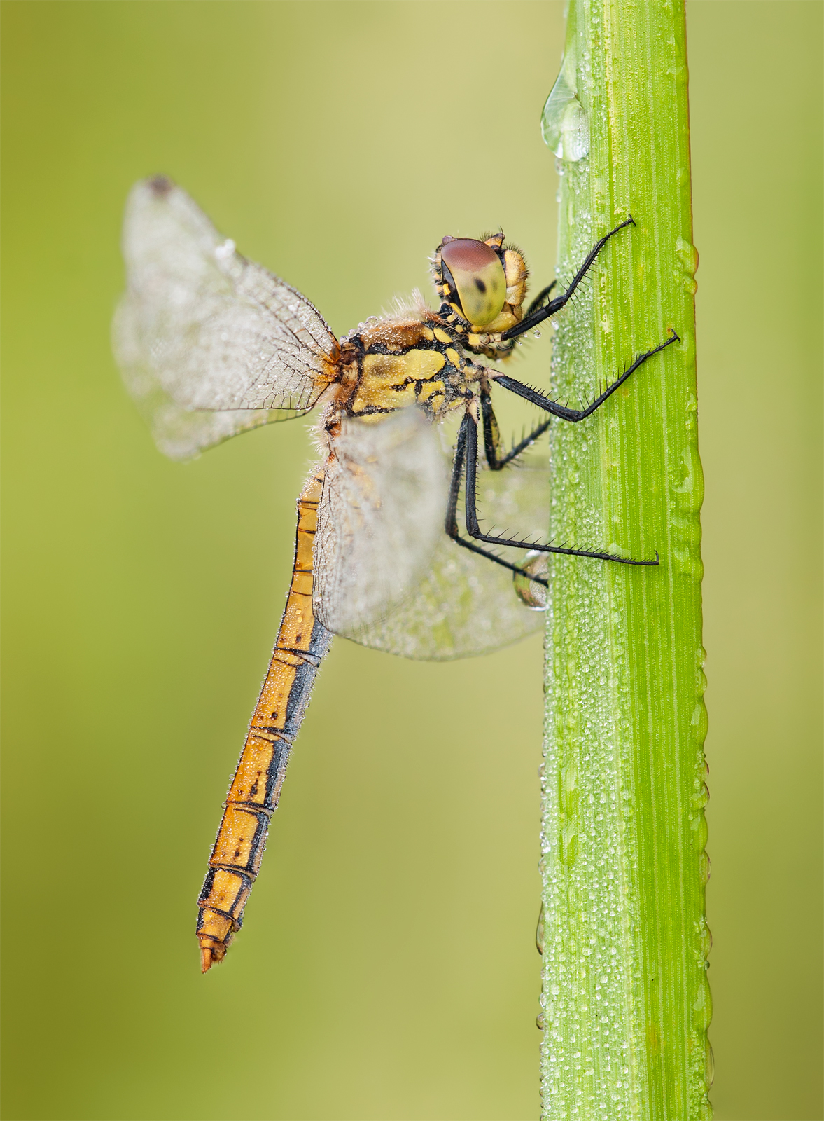 Sympetrum