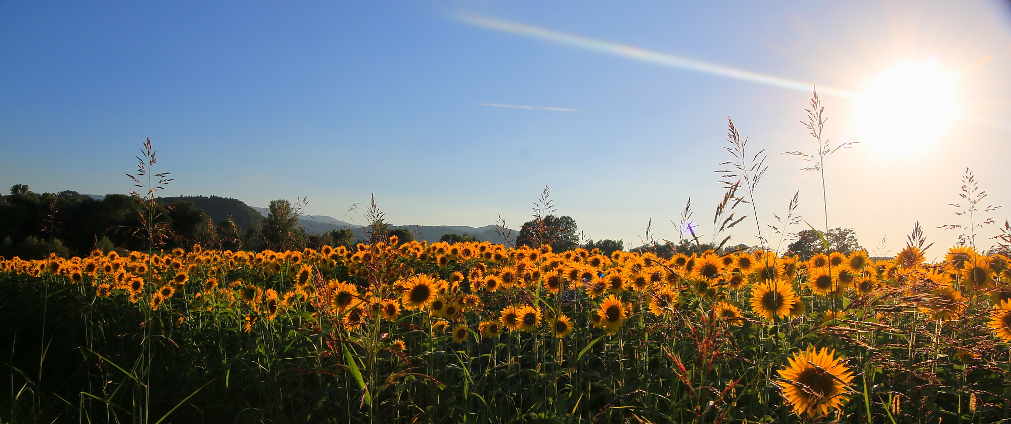 Among the Sunflowers