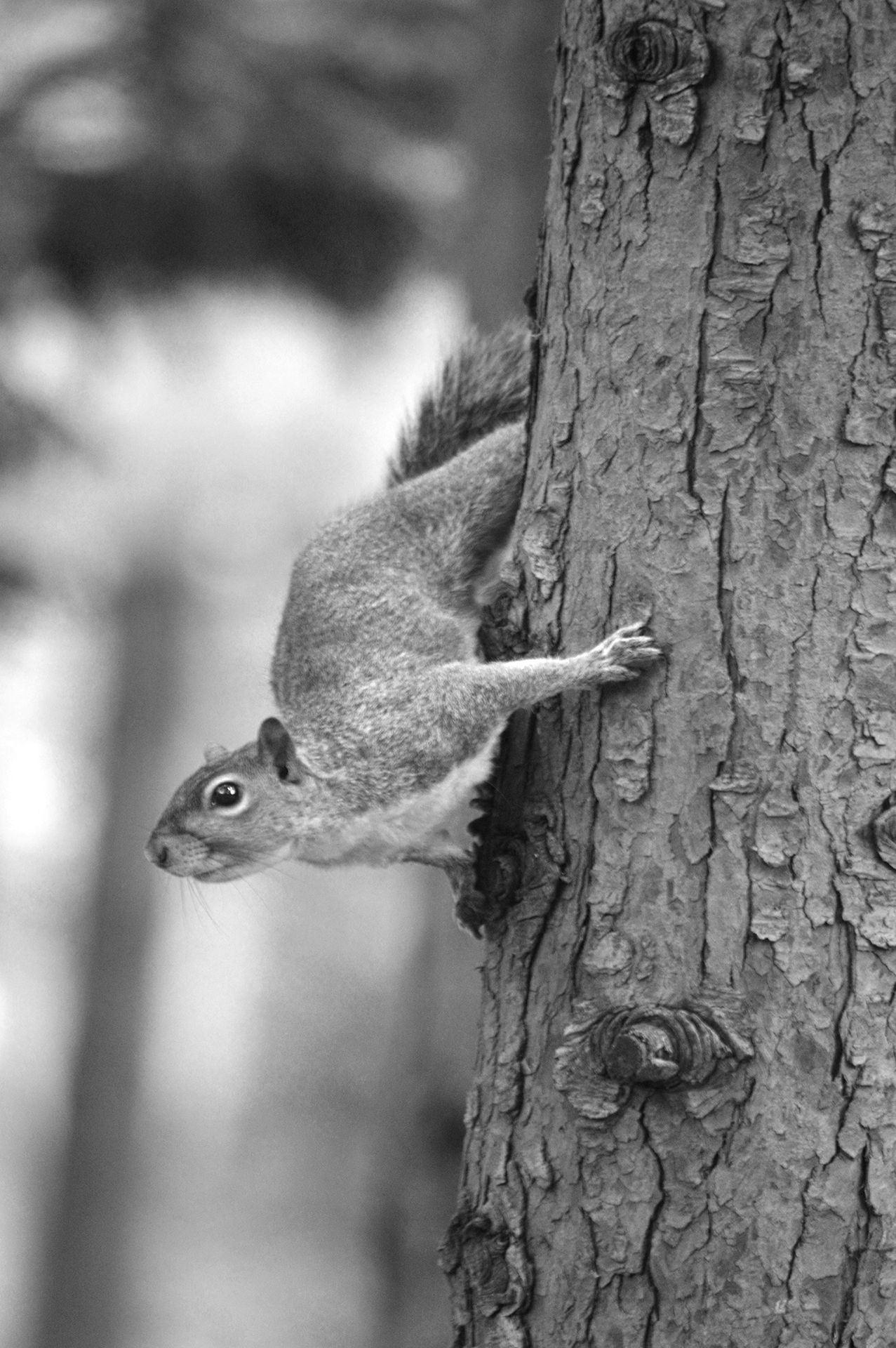 squirrel legnano 4