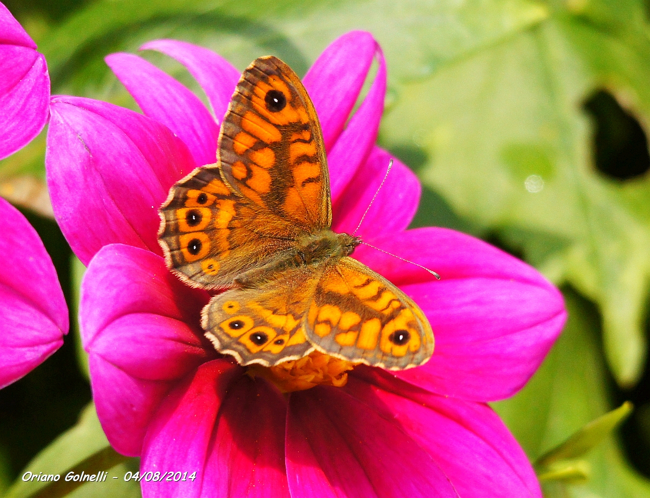 Coenonympha Dorus