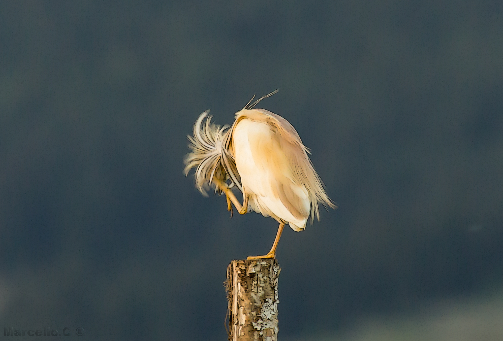 Ardeola ralloides the spollino.