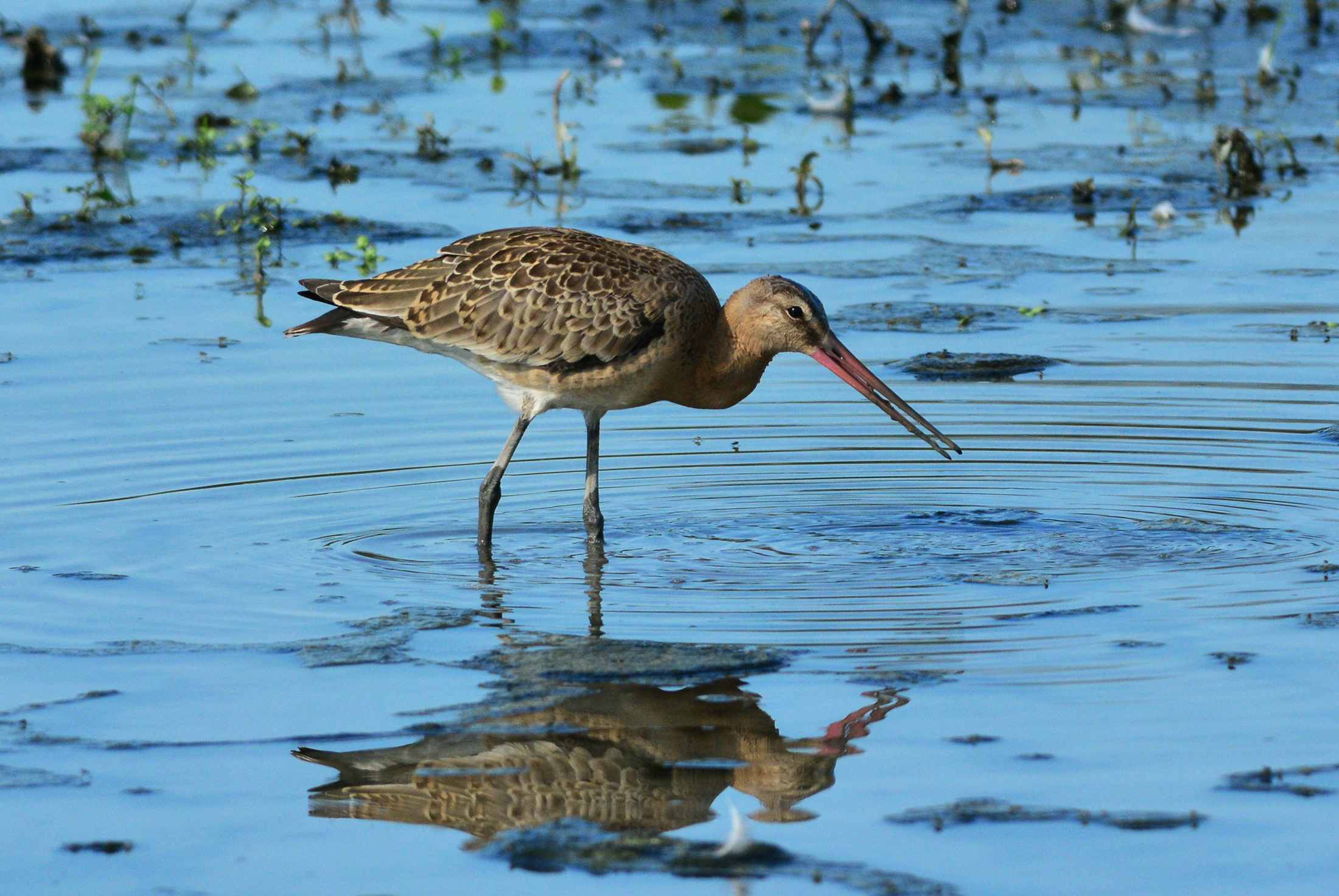 pittima reale di nome e di fatto