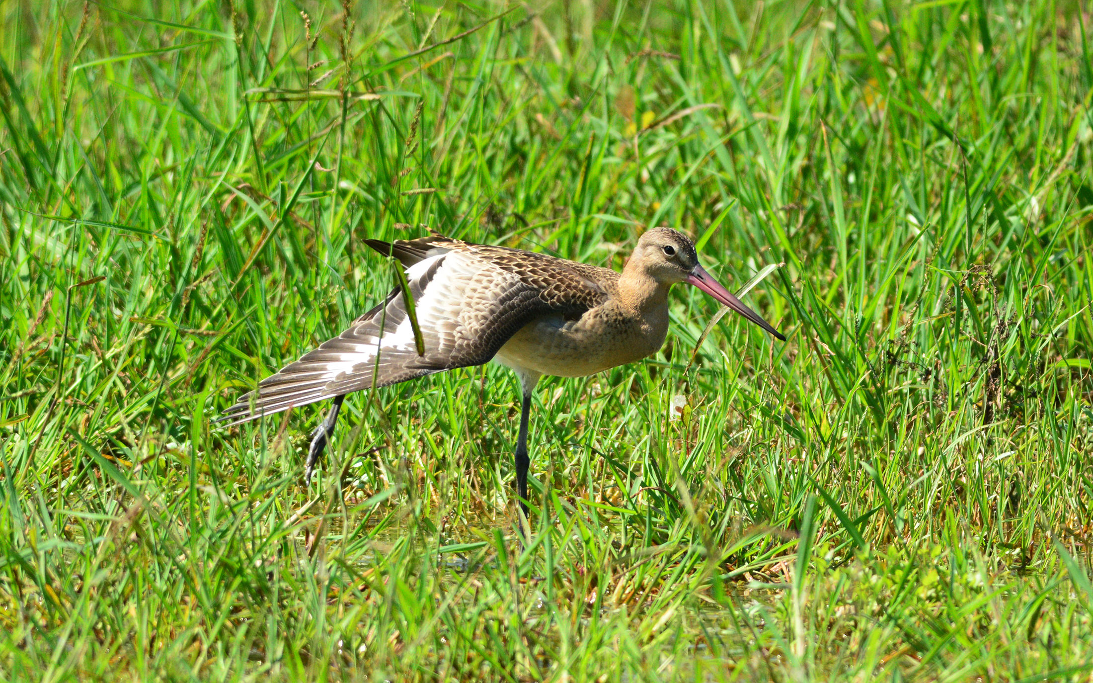 pittima reale stretching sull'erba