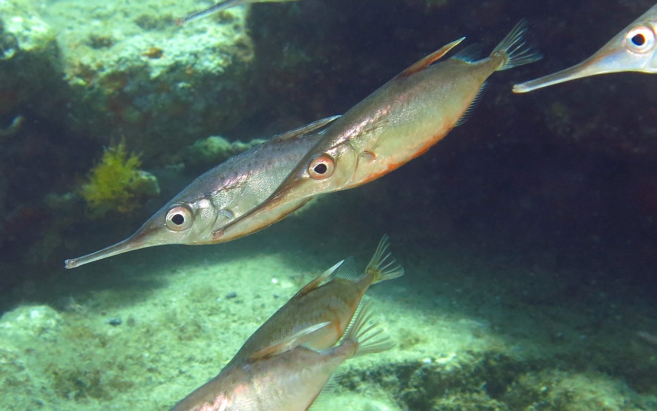 Trombetta Mediterranean