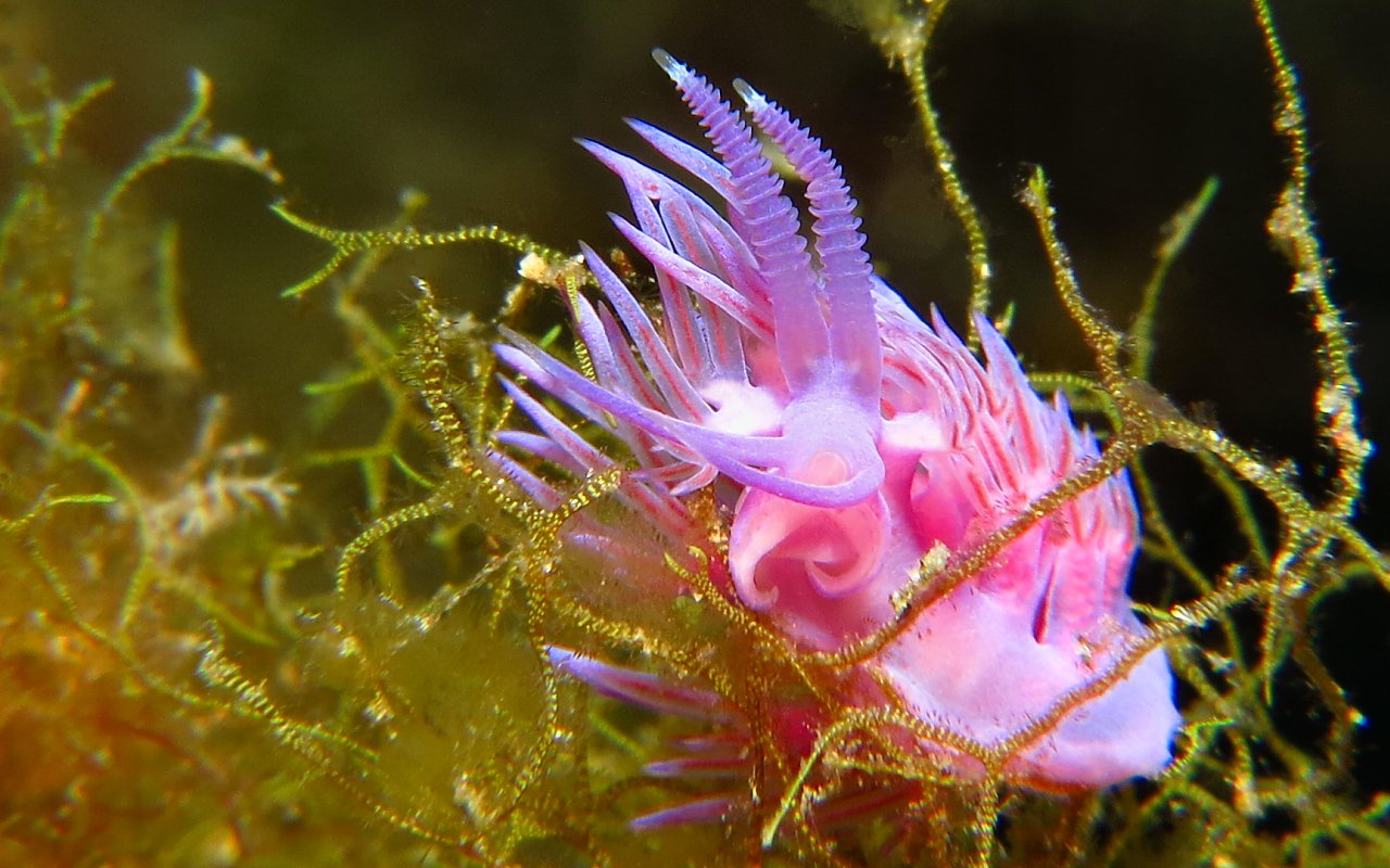 Flabellina