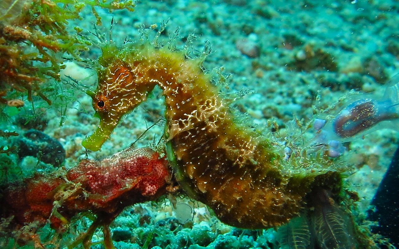 Seahorse