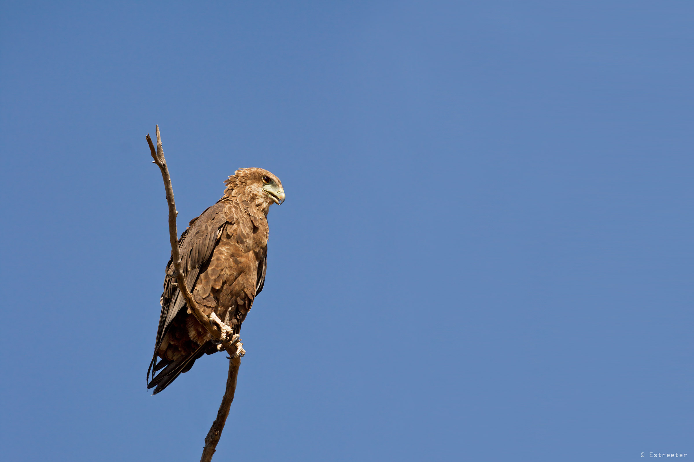 Giovane Bateleur