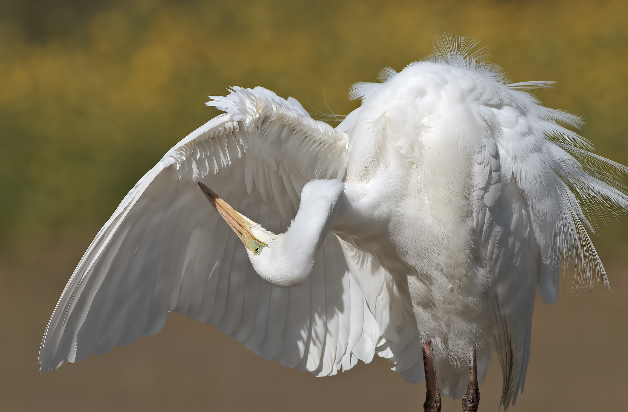 That there never will be under there ...