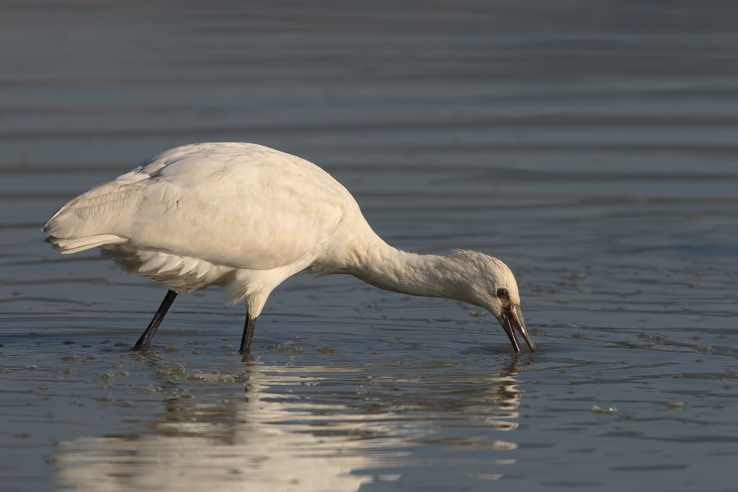 spatulas of the Plain