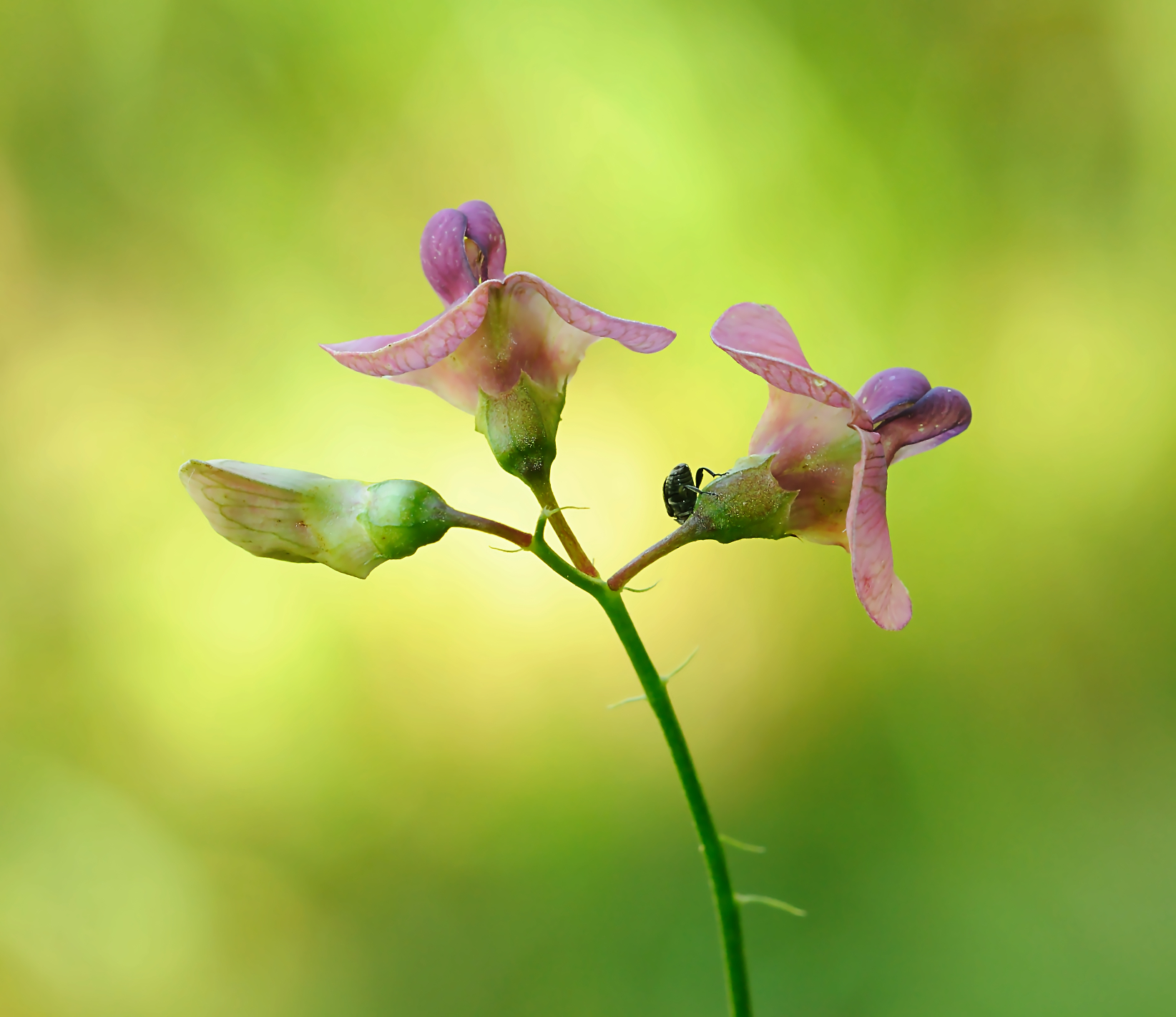 Il tris rosa e il piccolo ospite
