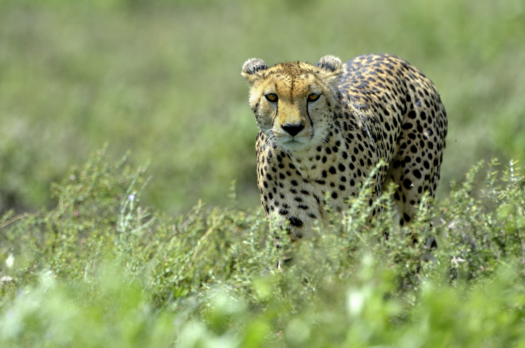 Ngorongoro Conservation Area - Ghepardo