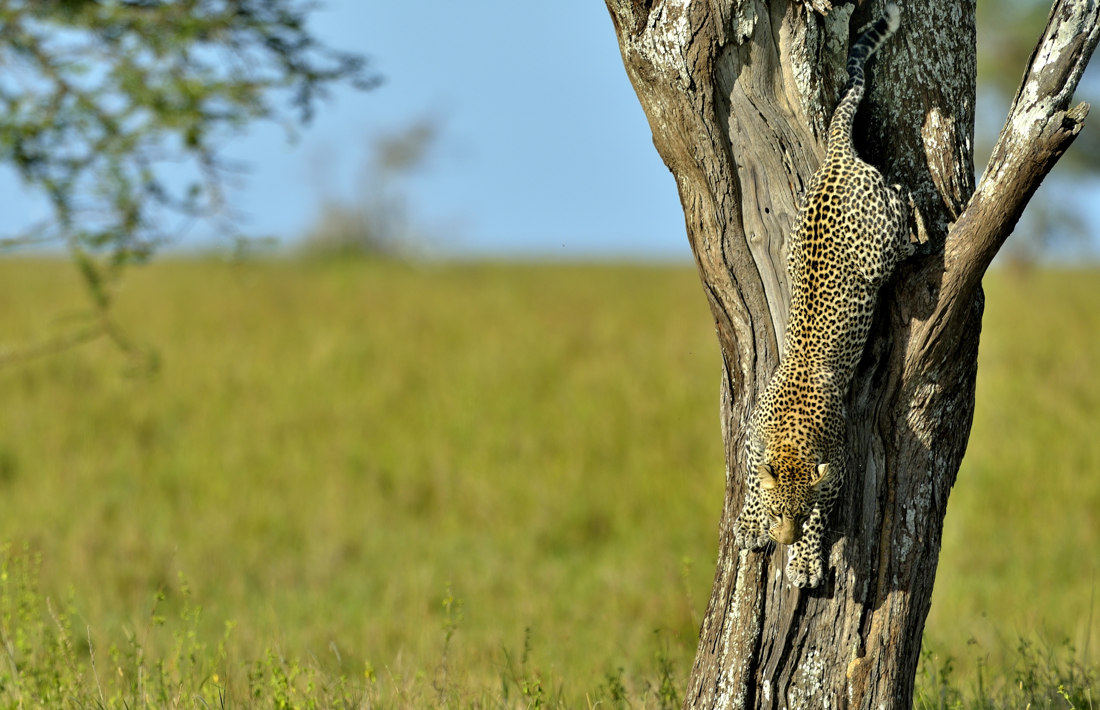 Serengeti - Leopardo