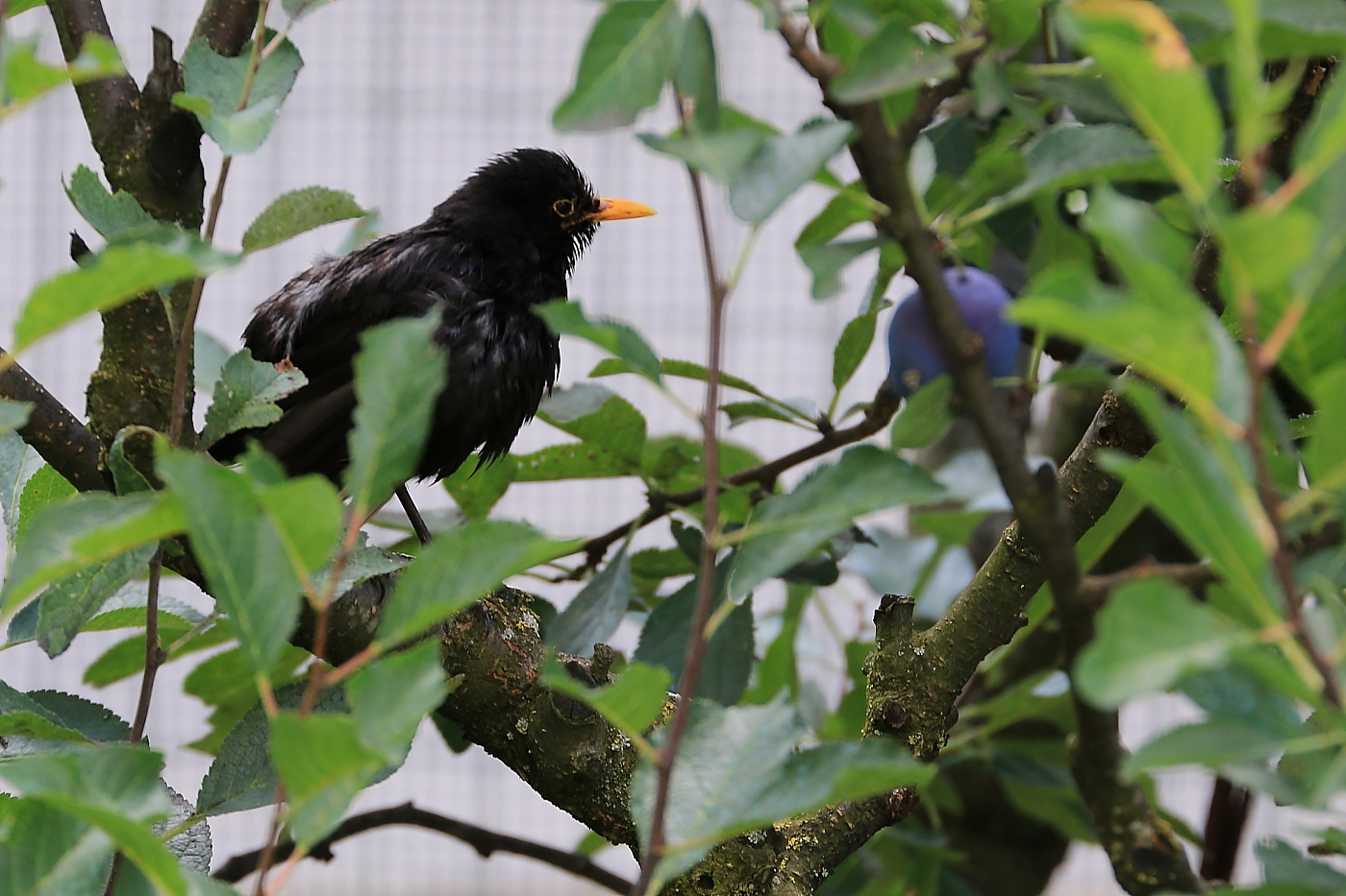 Il merlo e la susina