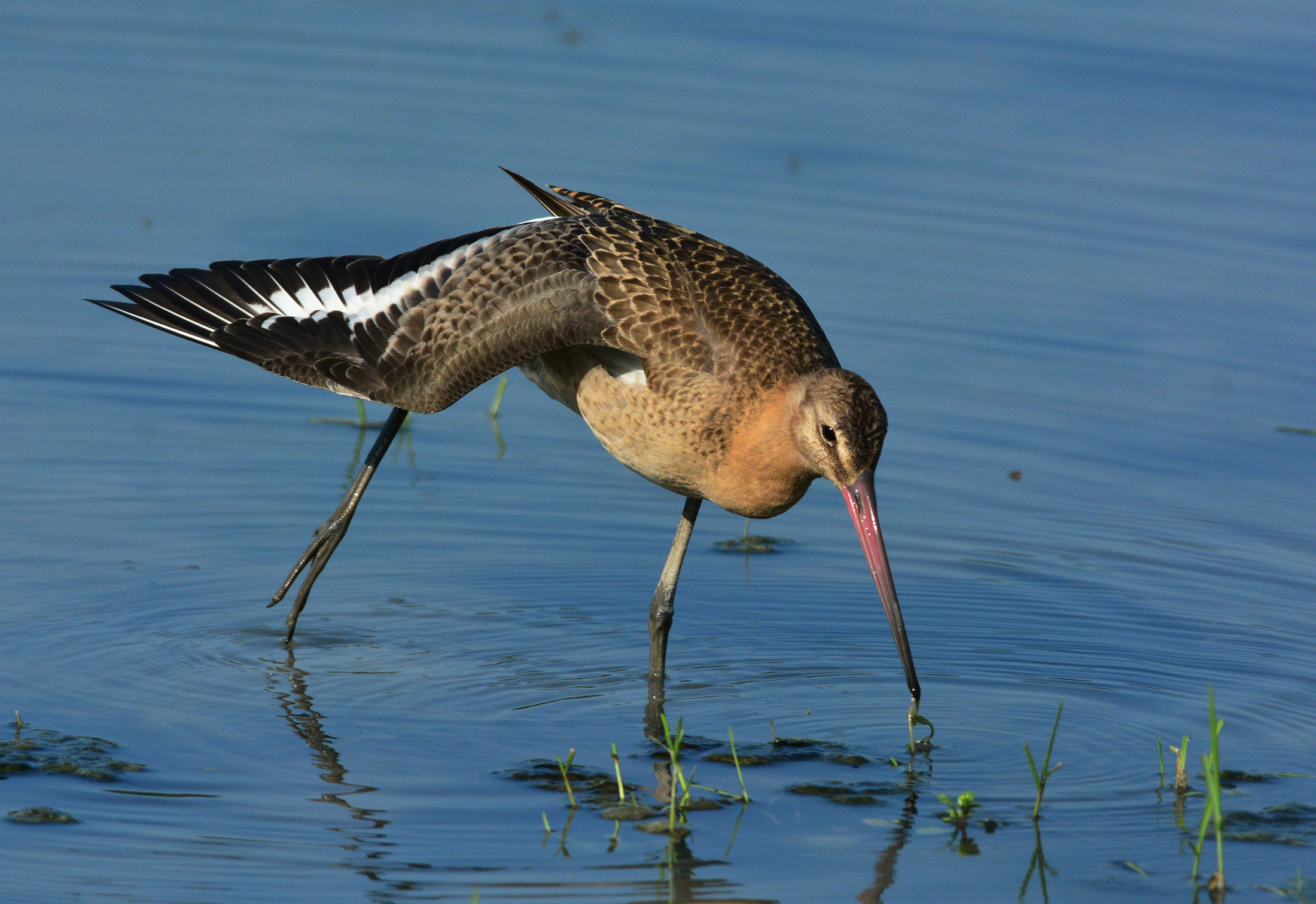 pittima reale stretching sull'acqua