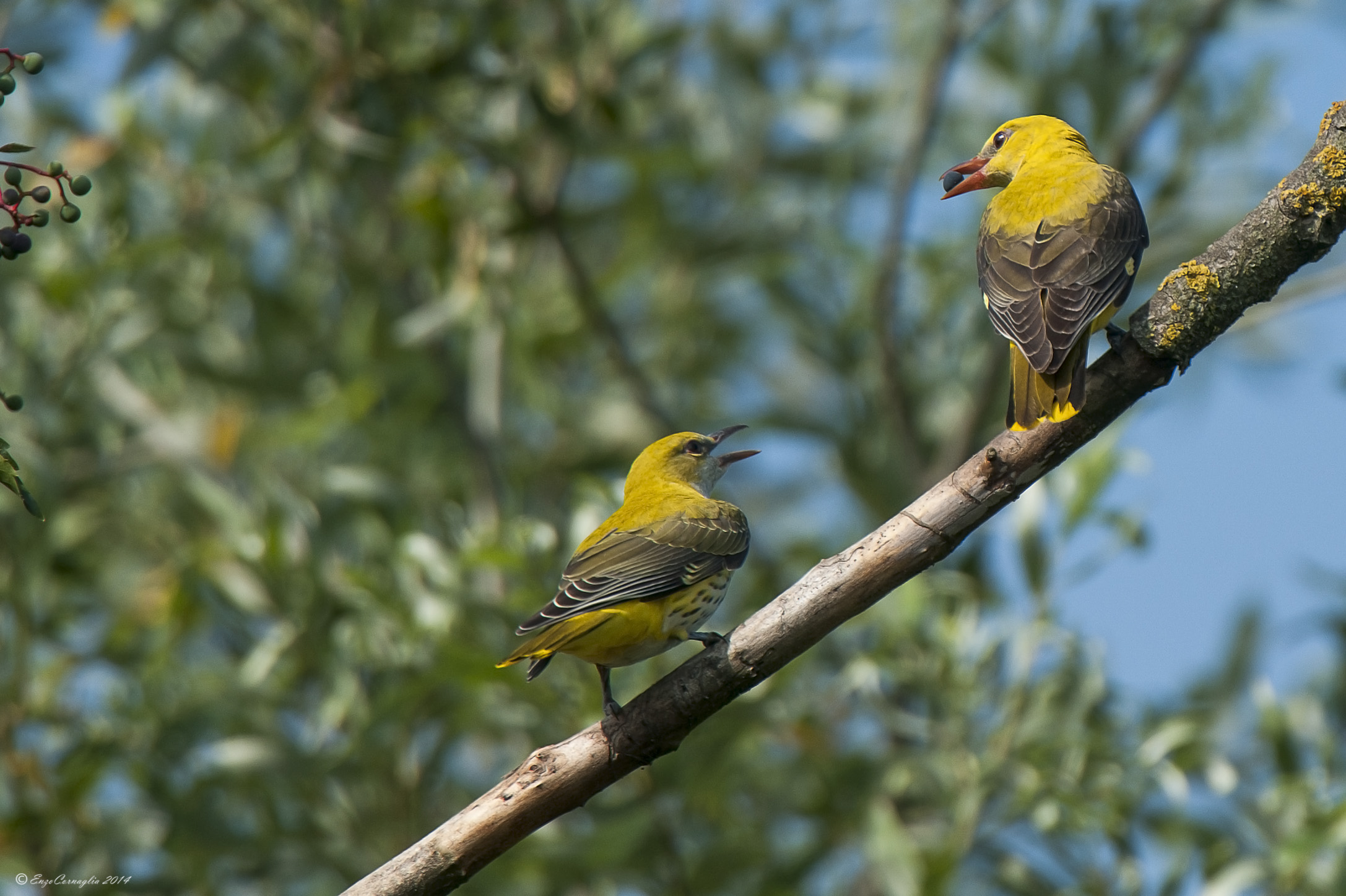 Rigogolo - femmina e giovane