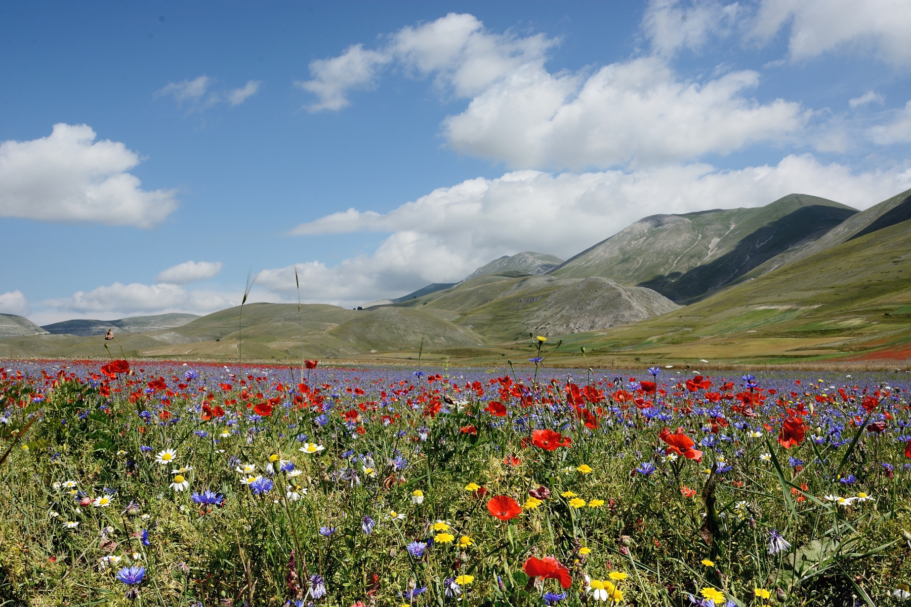 Castelluccio di Norcia August 5