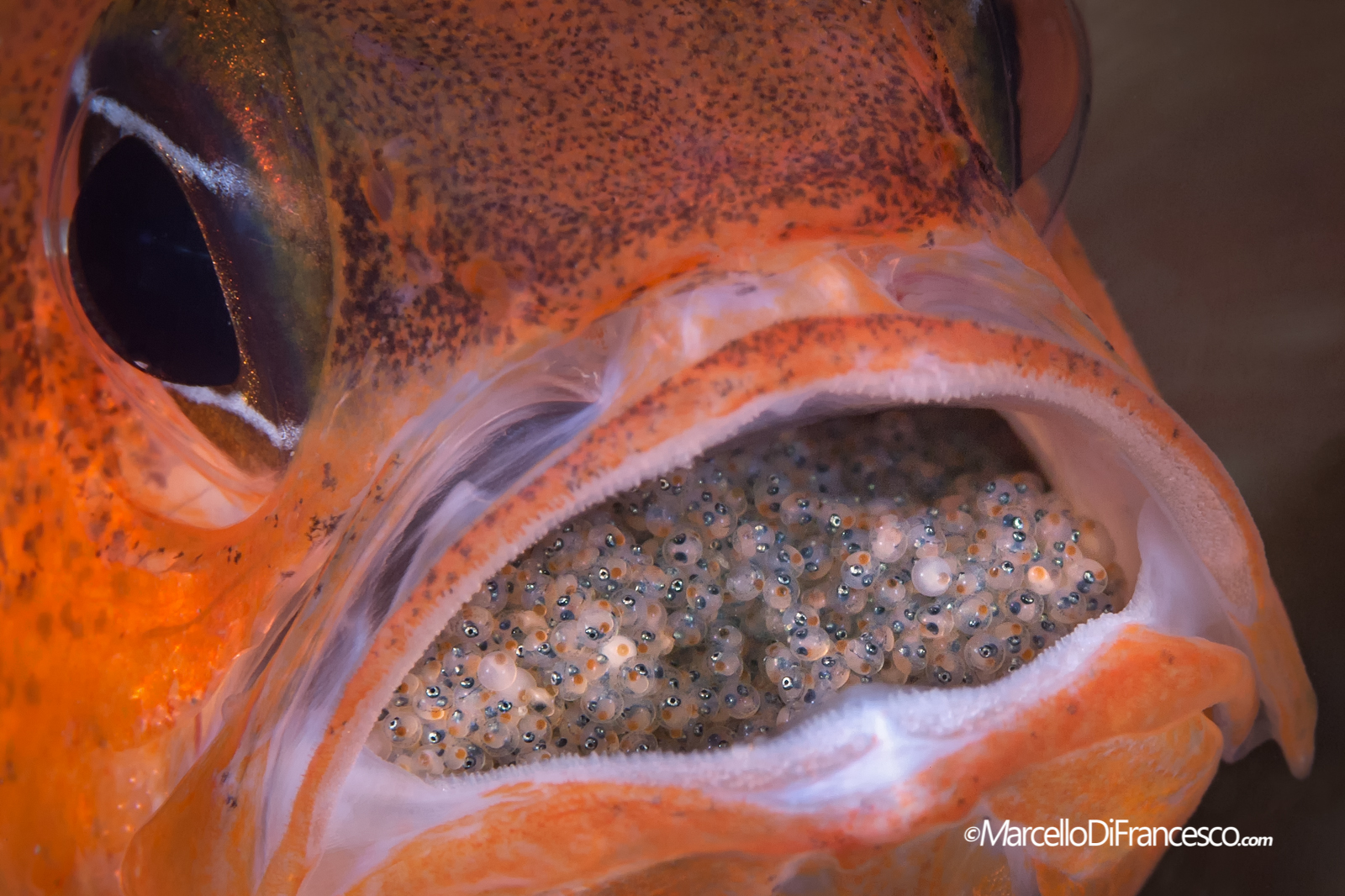 You are strong daddy!