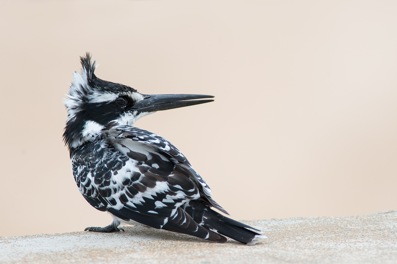 Kingfisher black and white