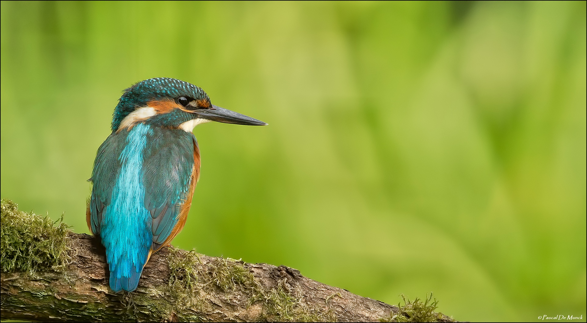Kingfisher