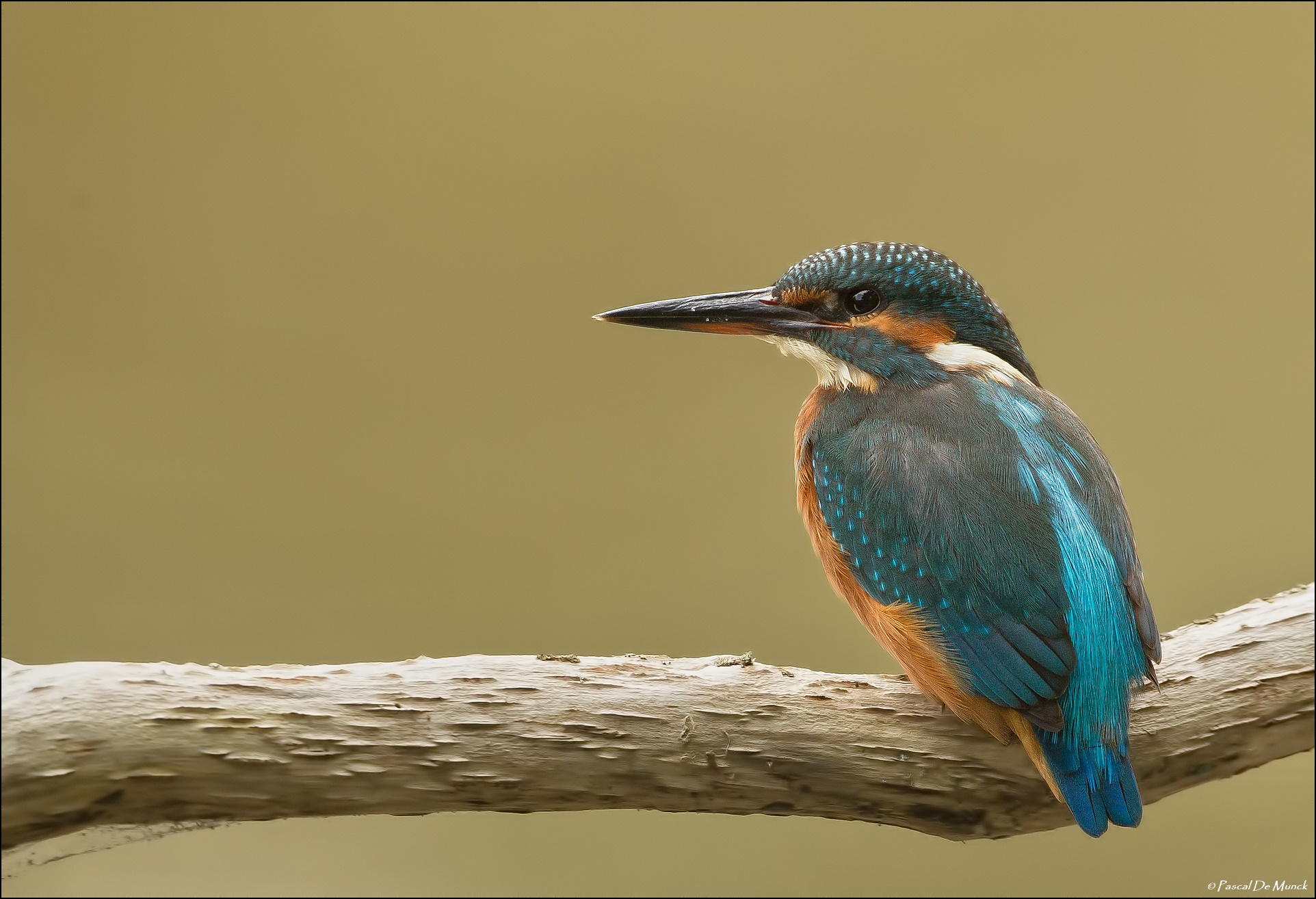 Kingfisher