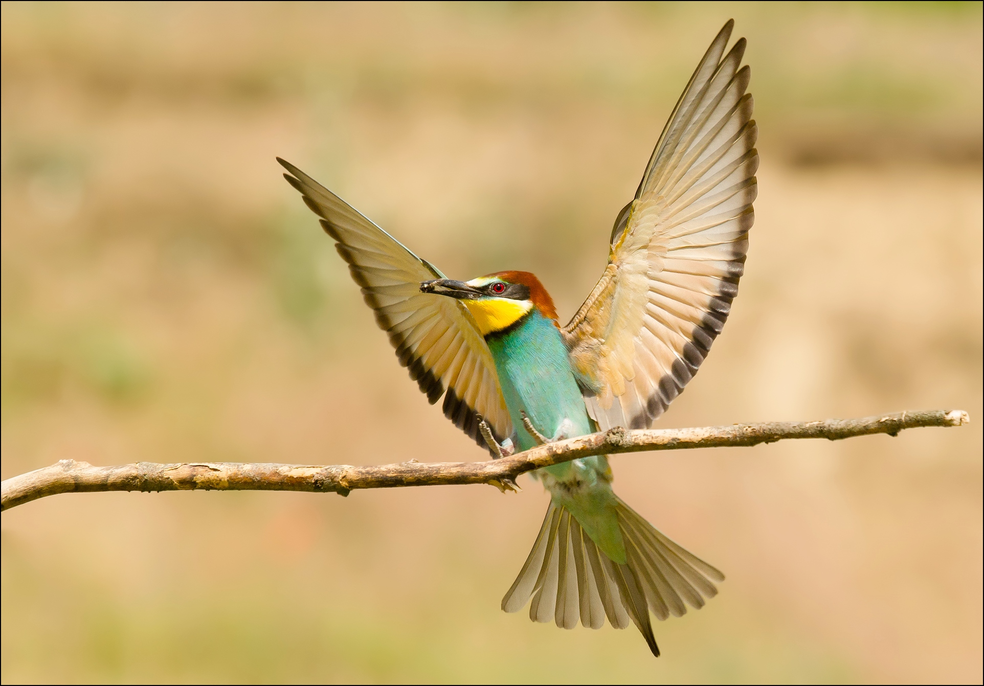 Bee eater