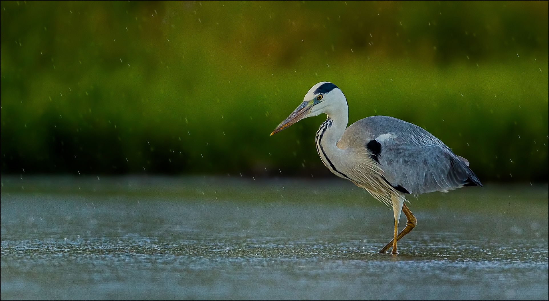 Grey heron
