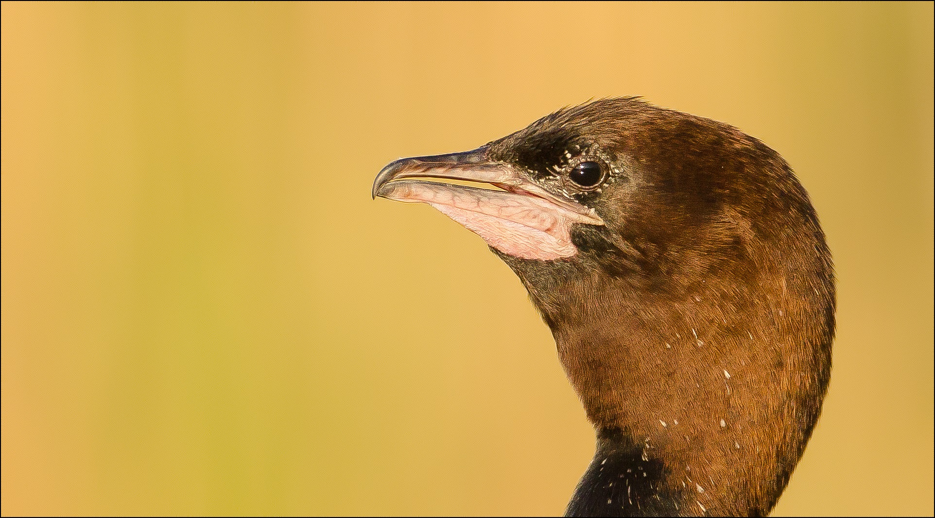 Pygmant cormorant