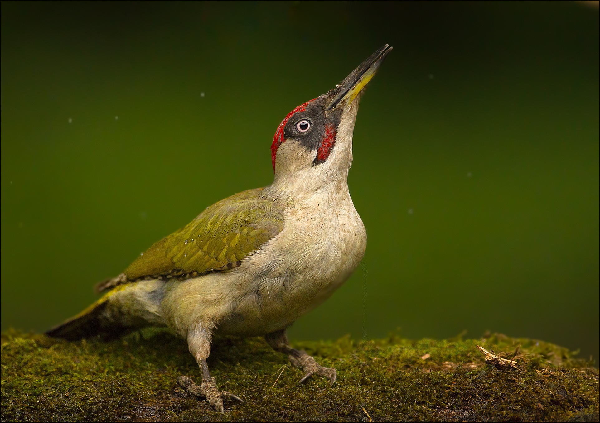 Green woodpecker