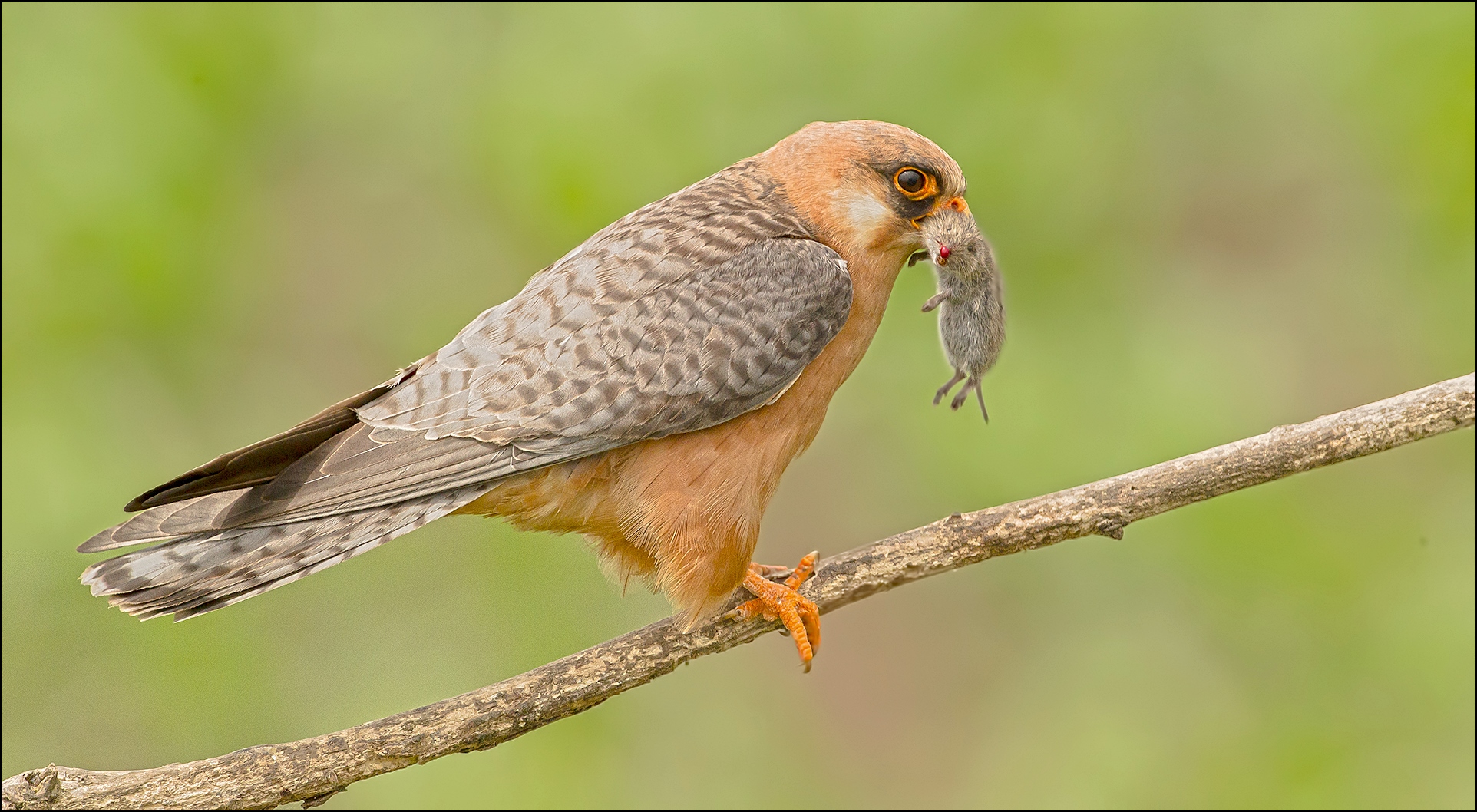 Red footed falcon