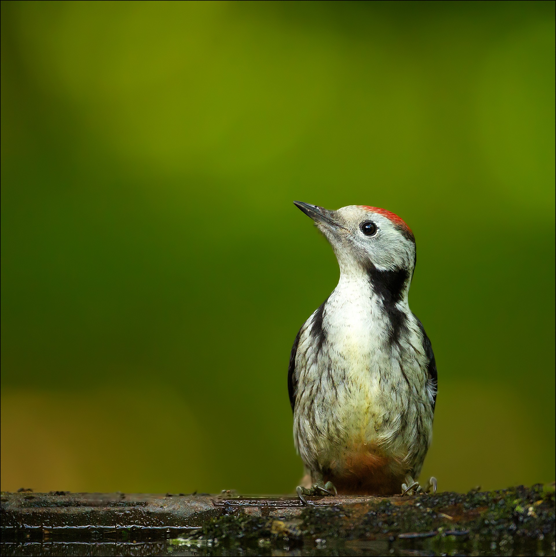 Middle spotted woodpecker