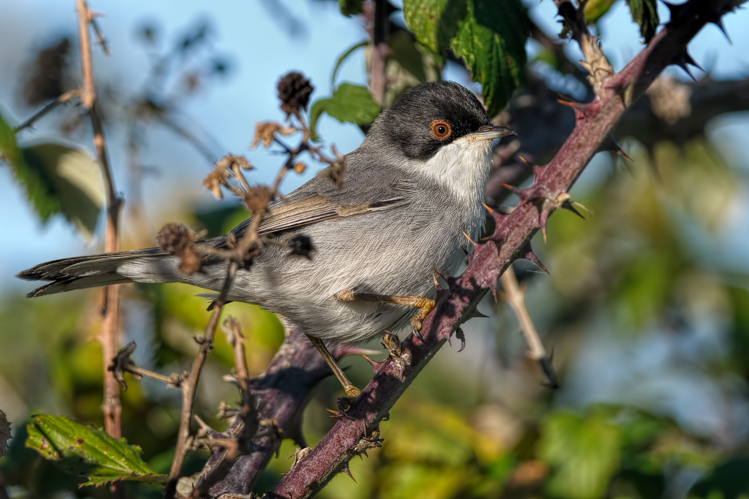 Occhiocotto (Sylvia melanocephala)