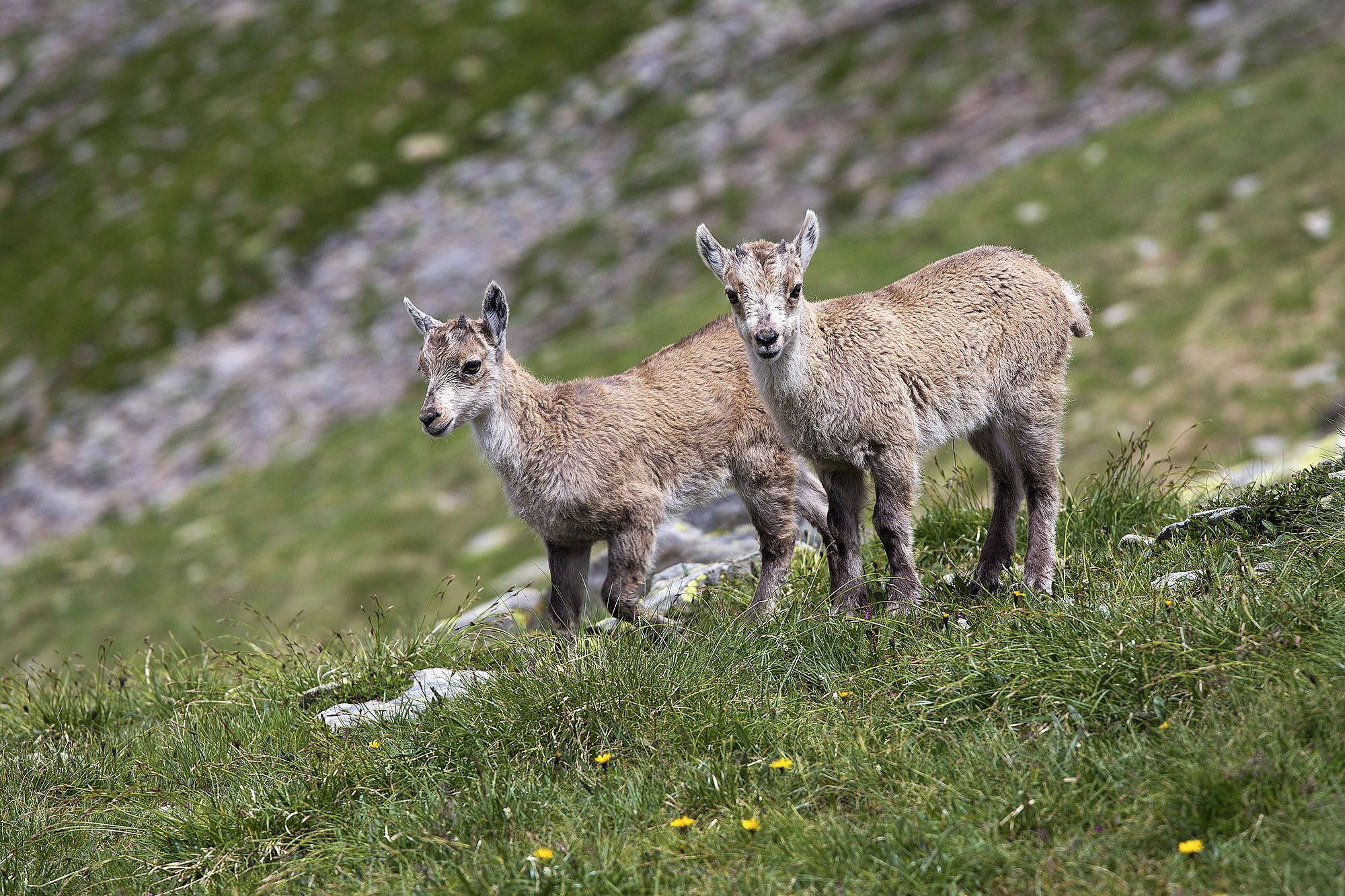Puppies ibex