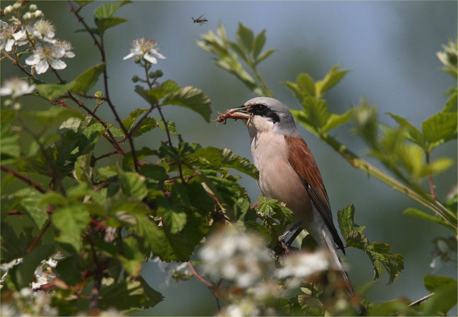 ,, averla piccola ,,