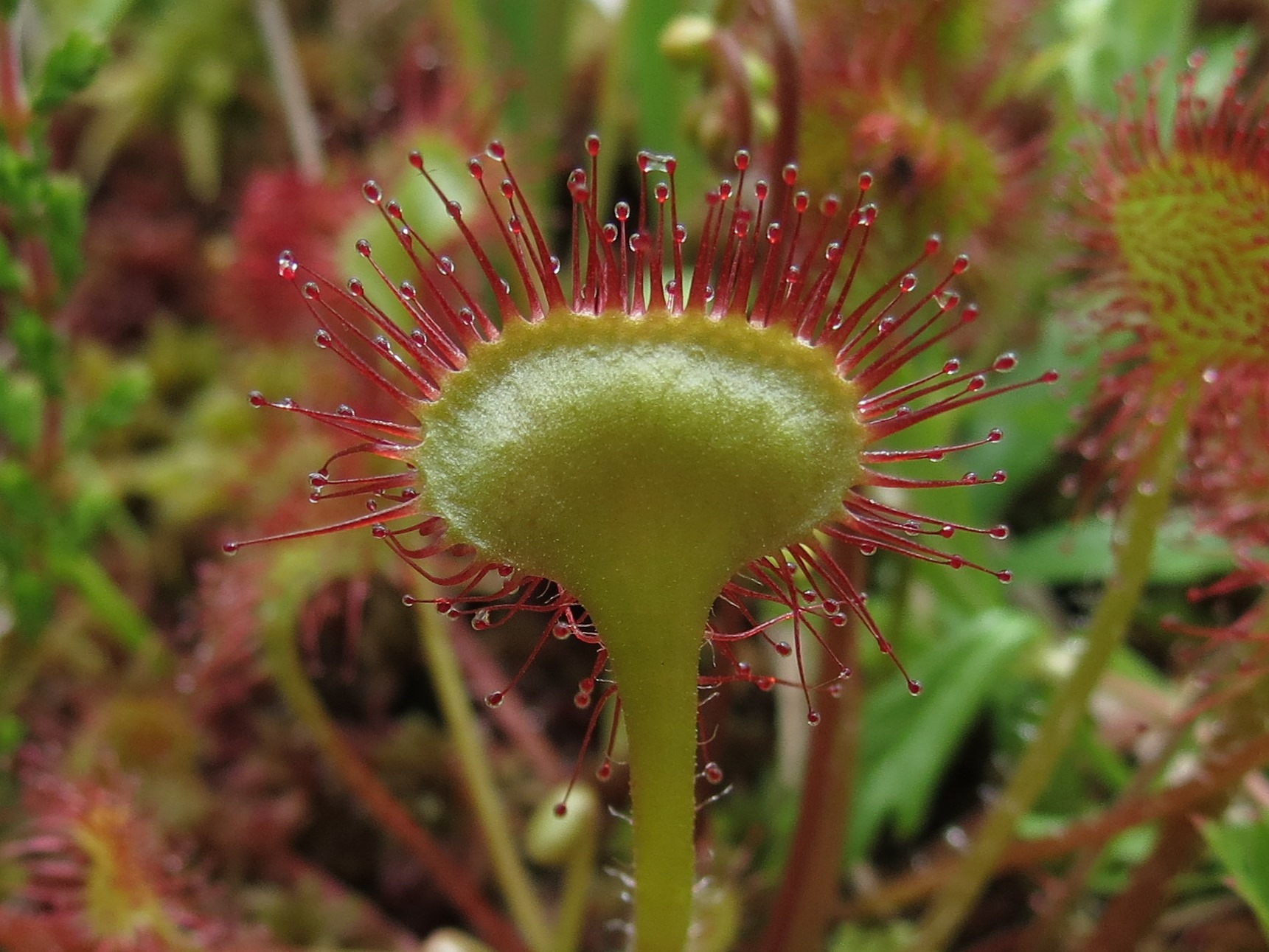 Drosera rotundifolia